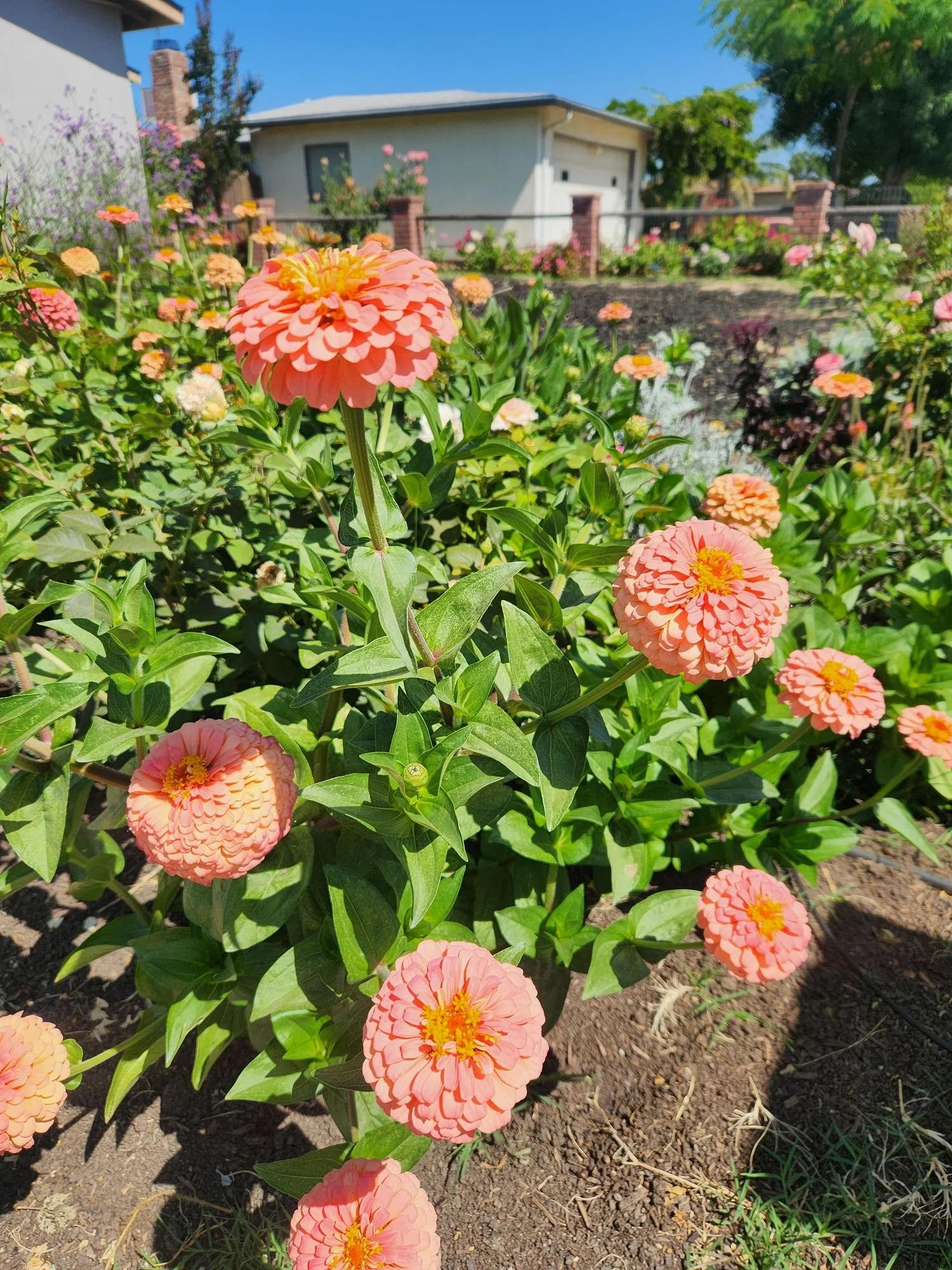Zinnia 'Oklahoma Salmon'