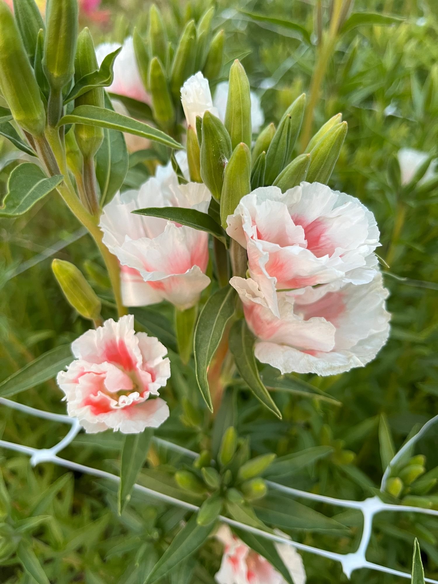 Clarkia 'Grace Shell Pink'