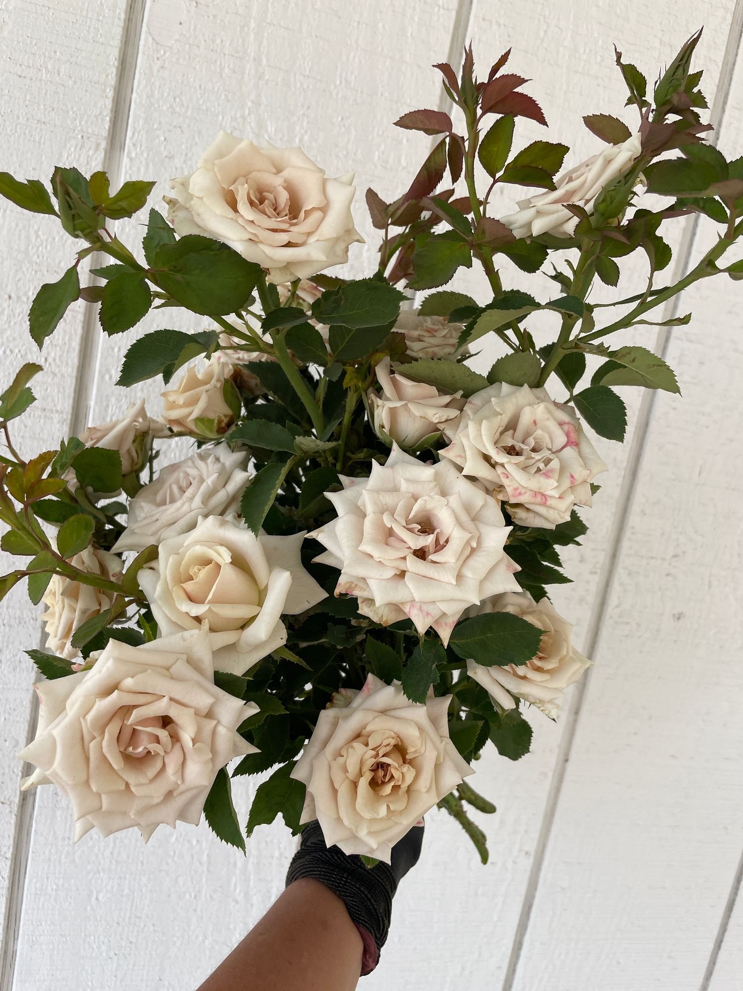 Rose 'Menta'