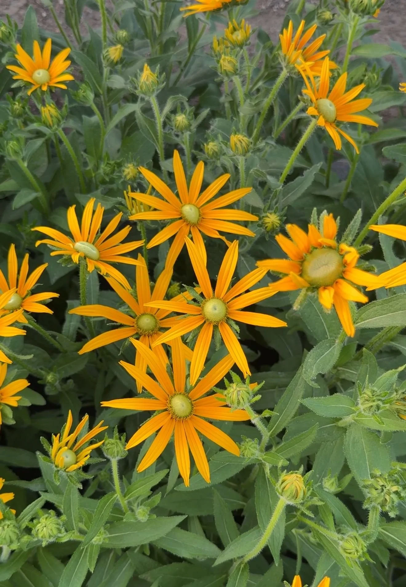 Rudbeckia 'Irish Eyes'