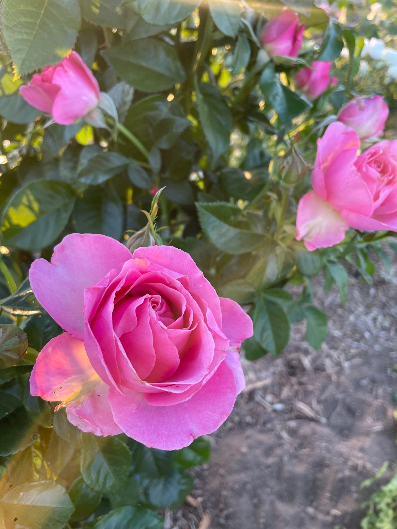 Rose 'All Dressed Up'
