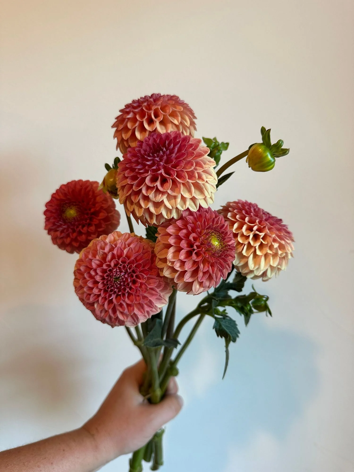 Dahlia 'Rose Toscano'