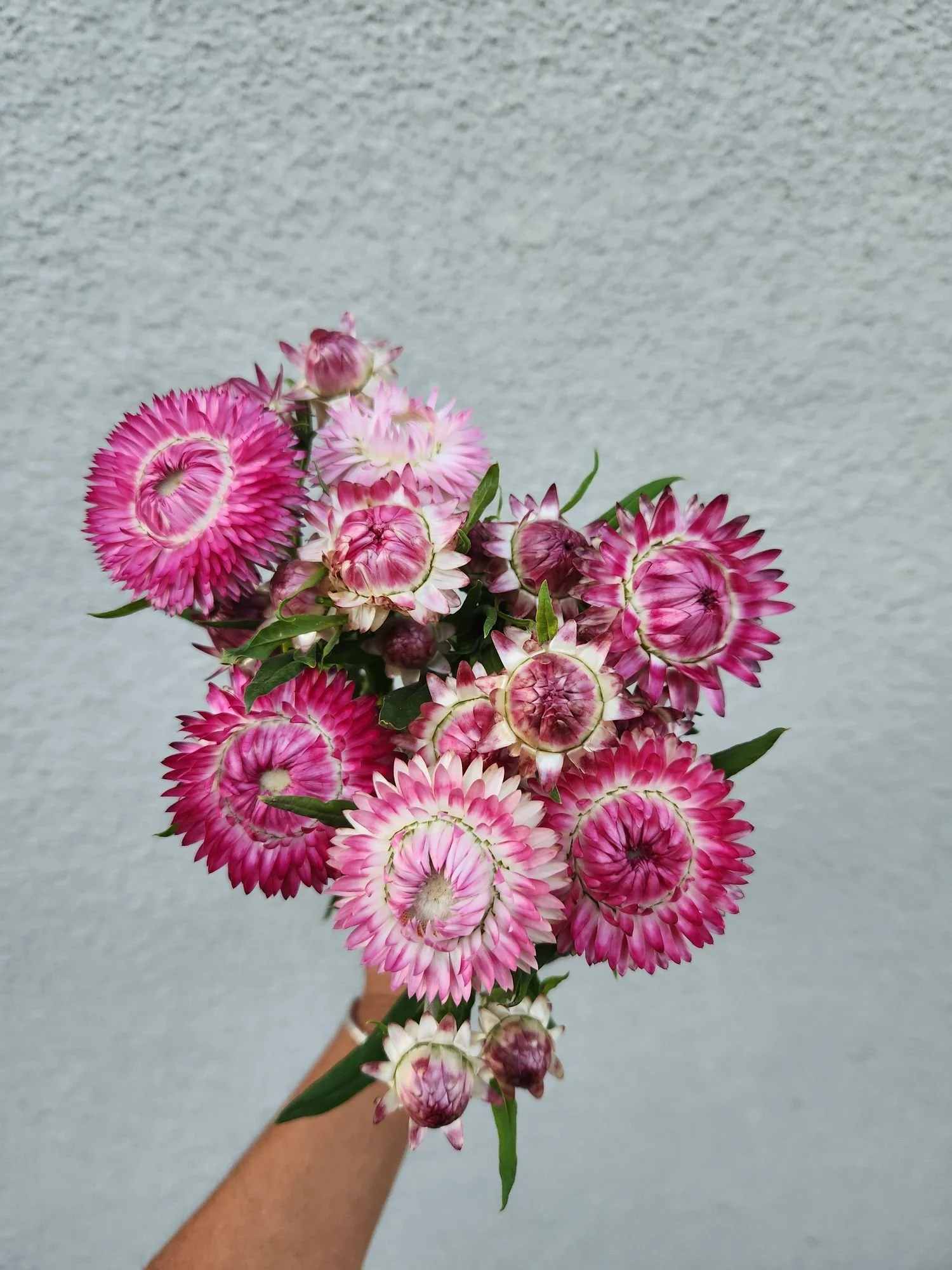 Strawflower 'Bright Rose'