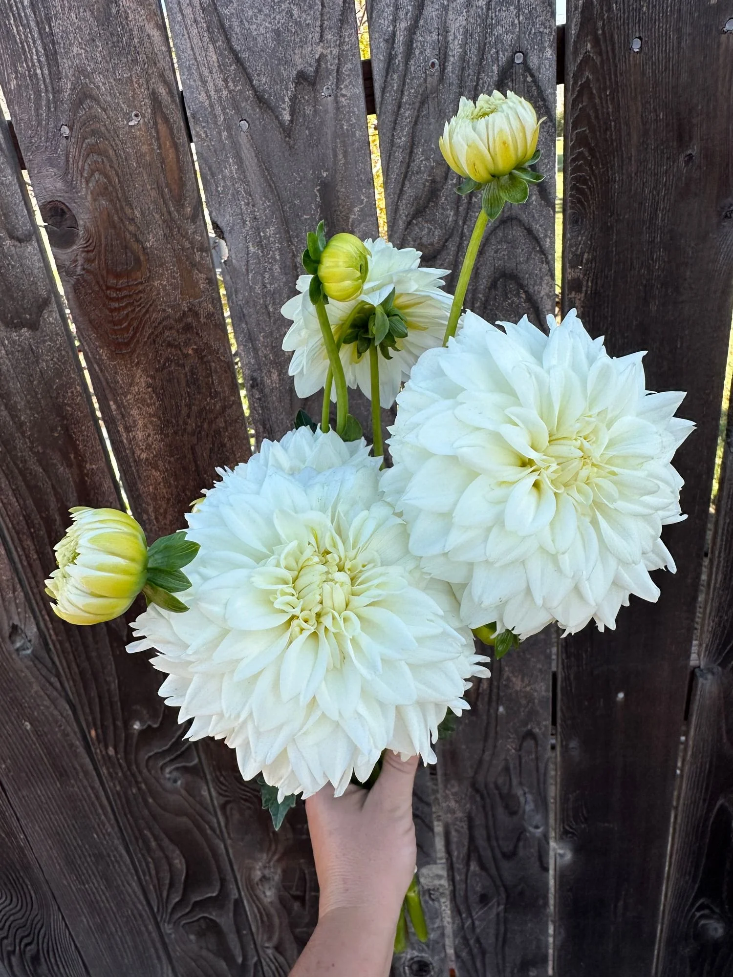 Dahlia 'Blizzard'