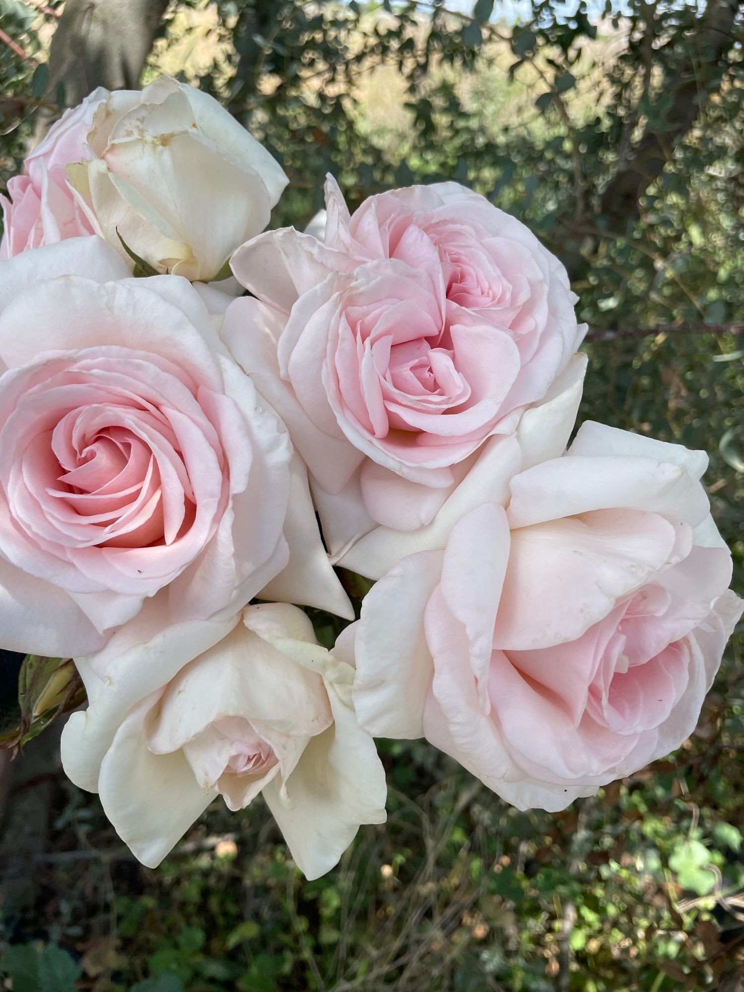 Rose 'Francis Meilland'
