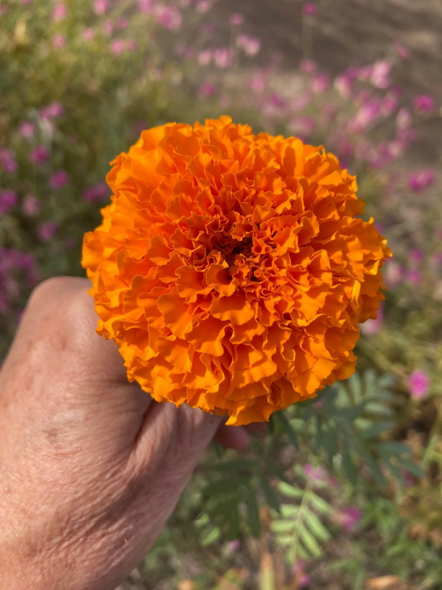 Marigold