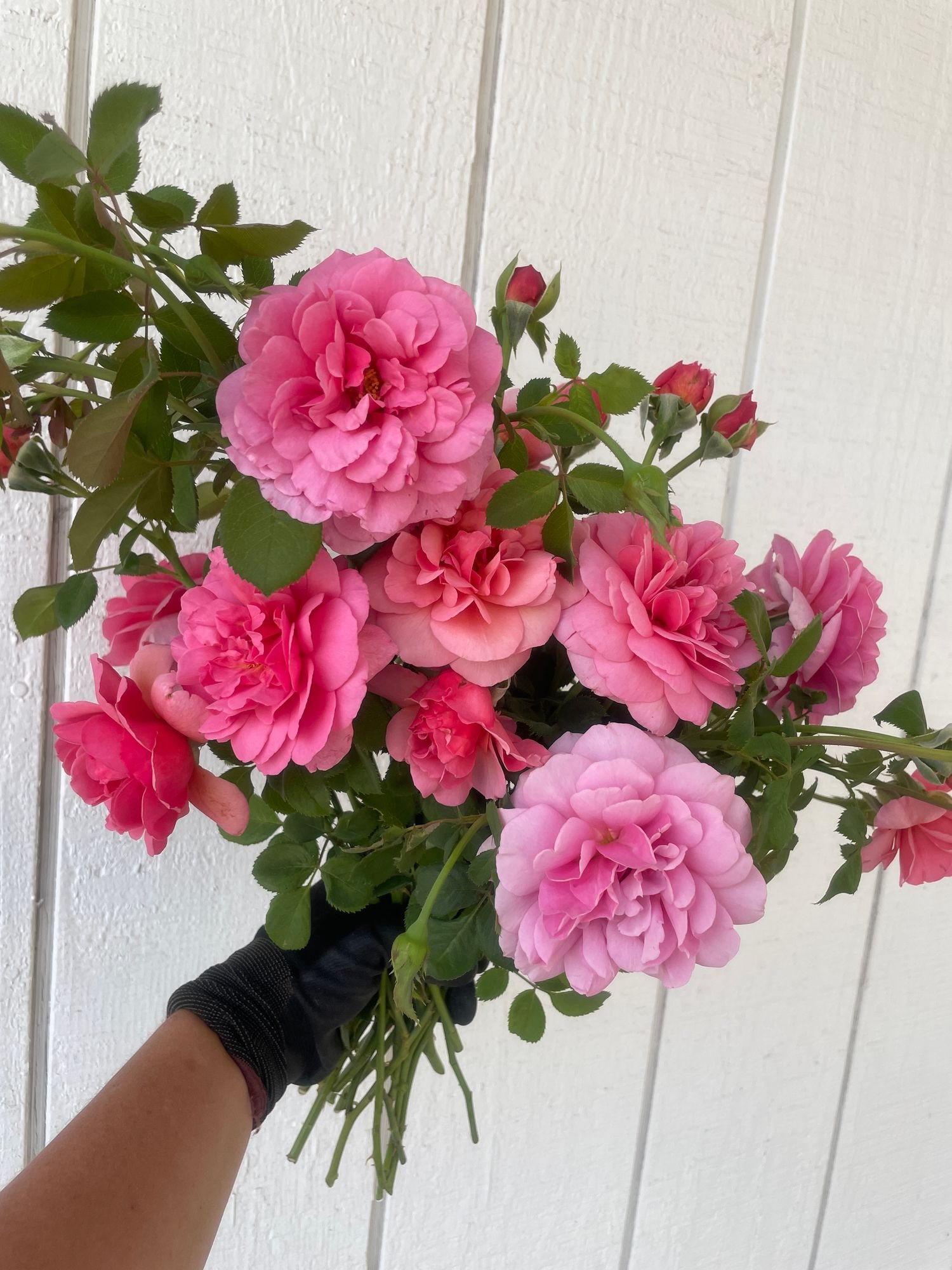 Rose 'Princess Alexandra of Kent'