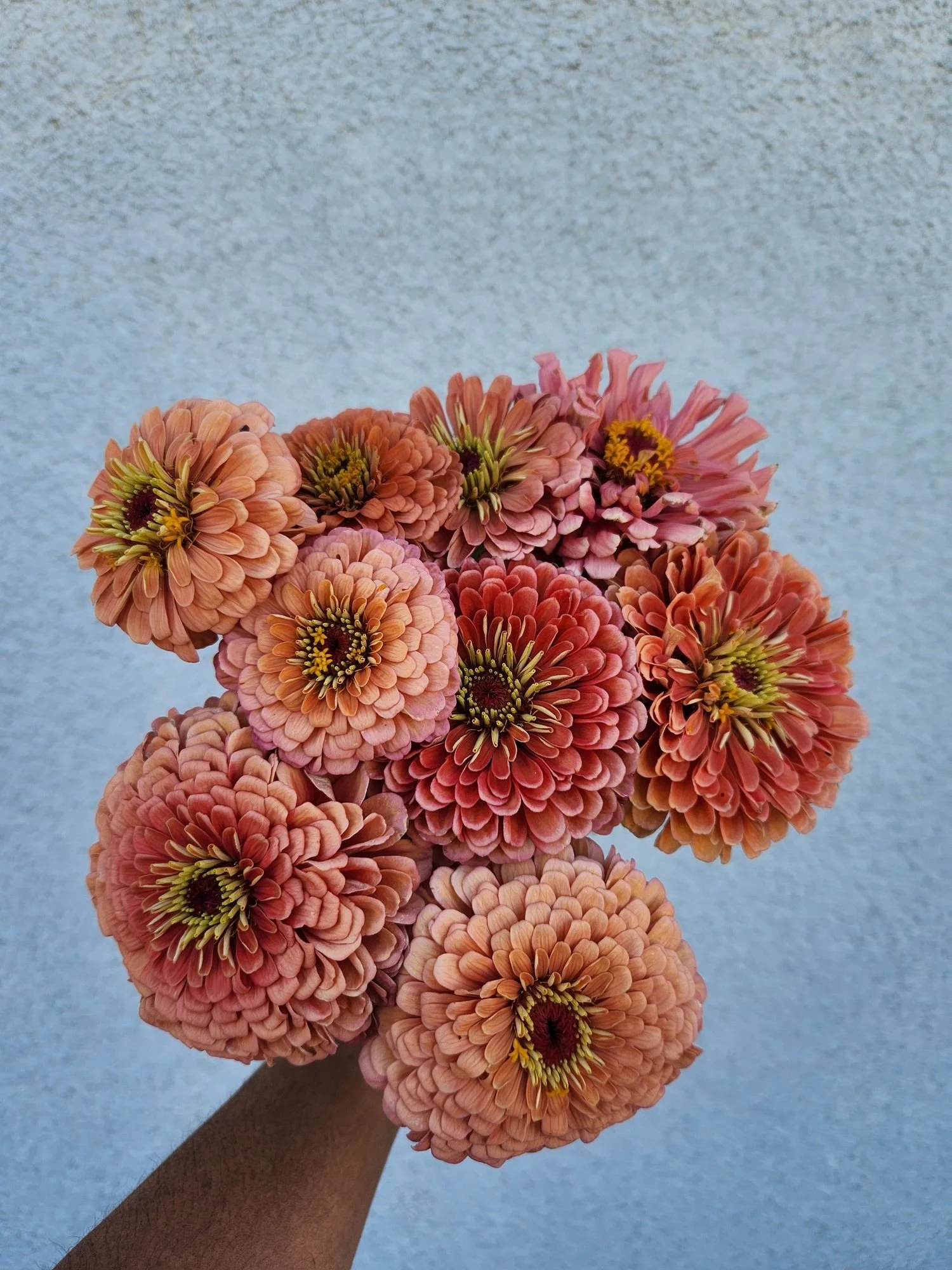 Zinnia 'Benarys Giant Salmon Rose'