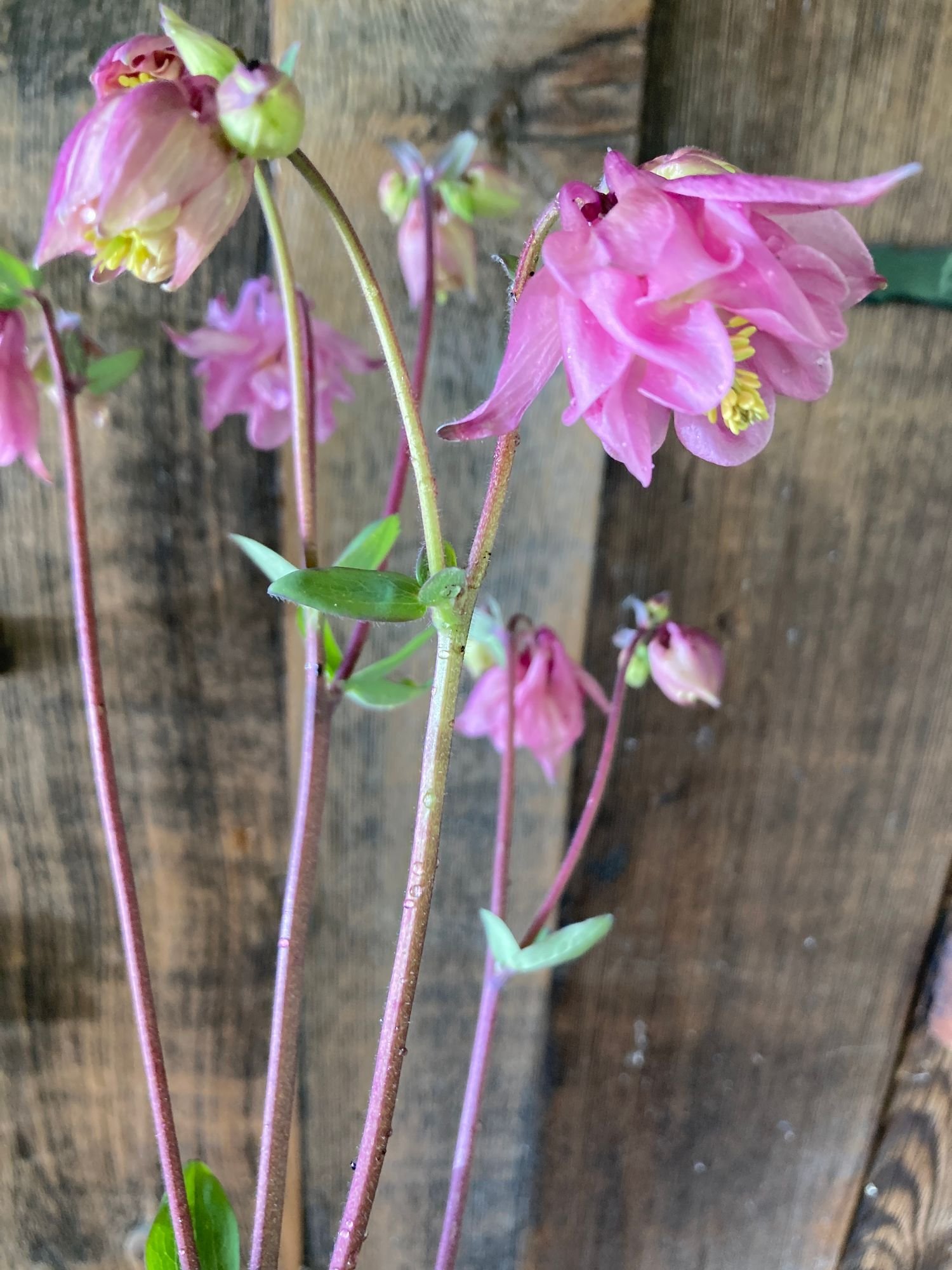 Columbine 'Pink'