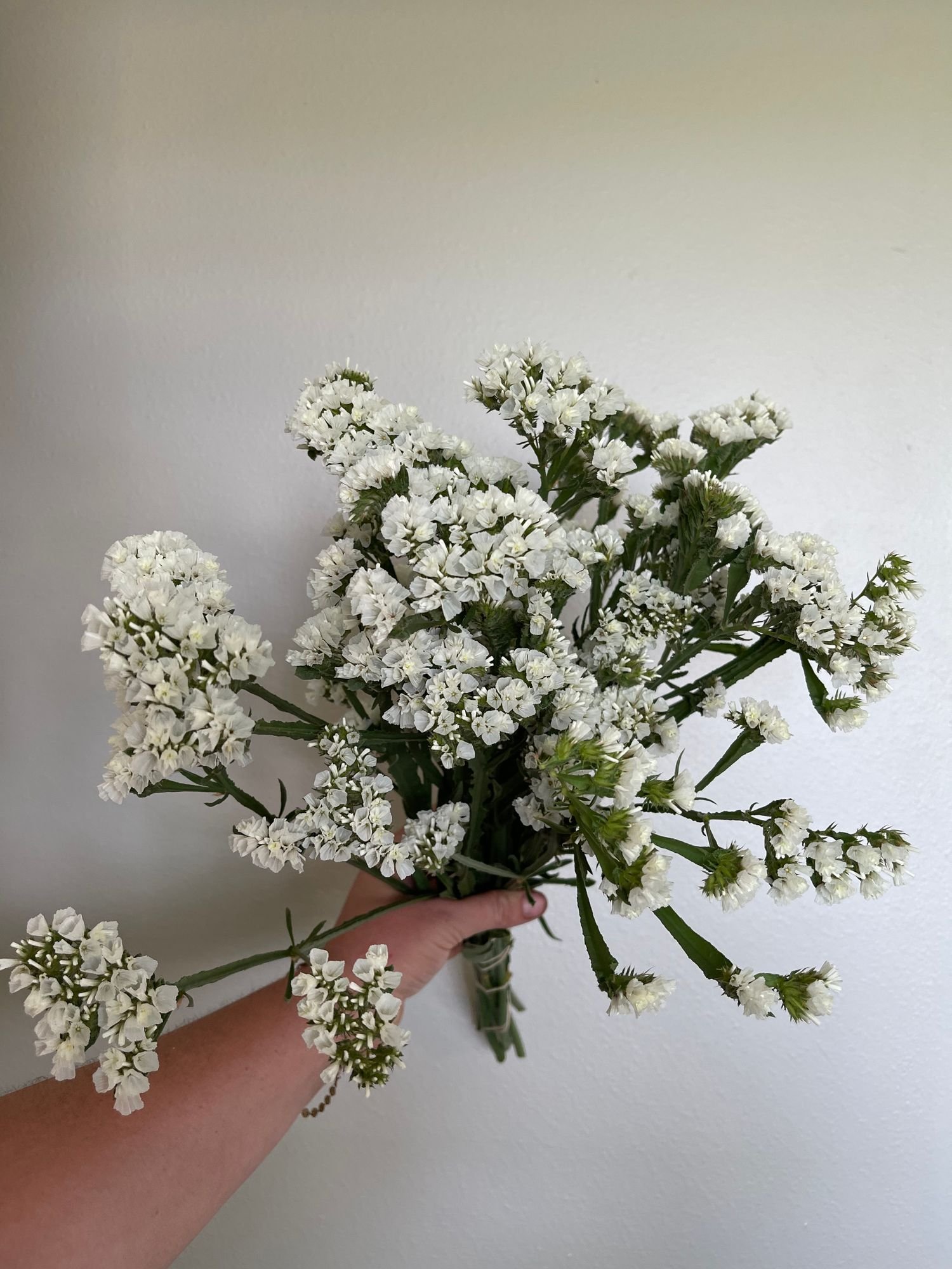 Statice 'Forever Silver'