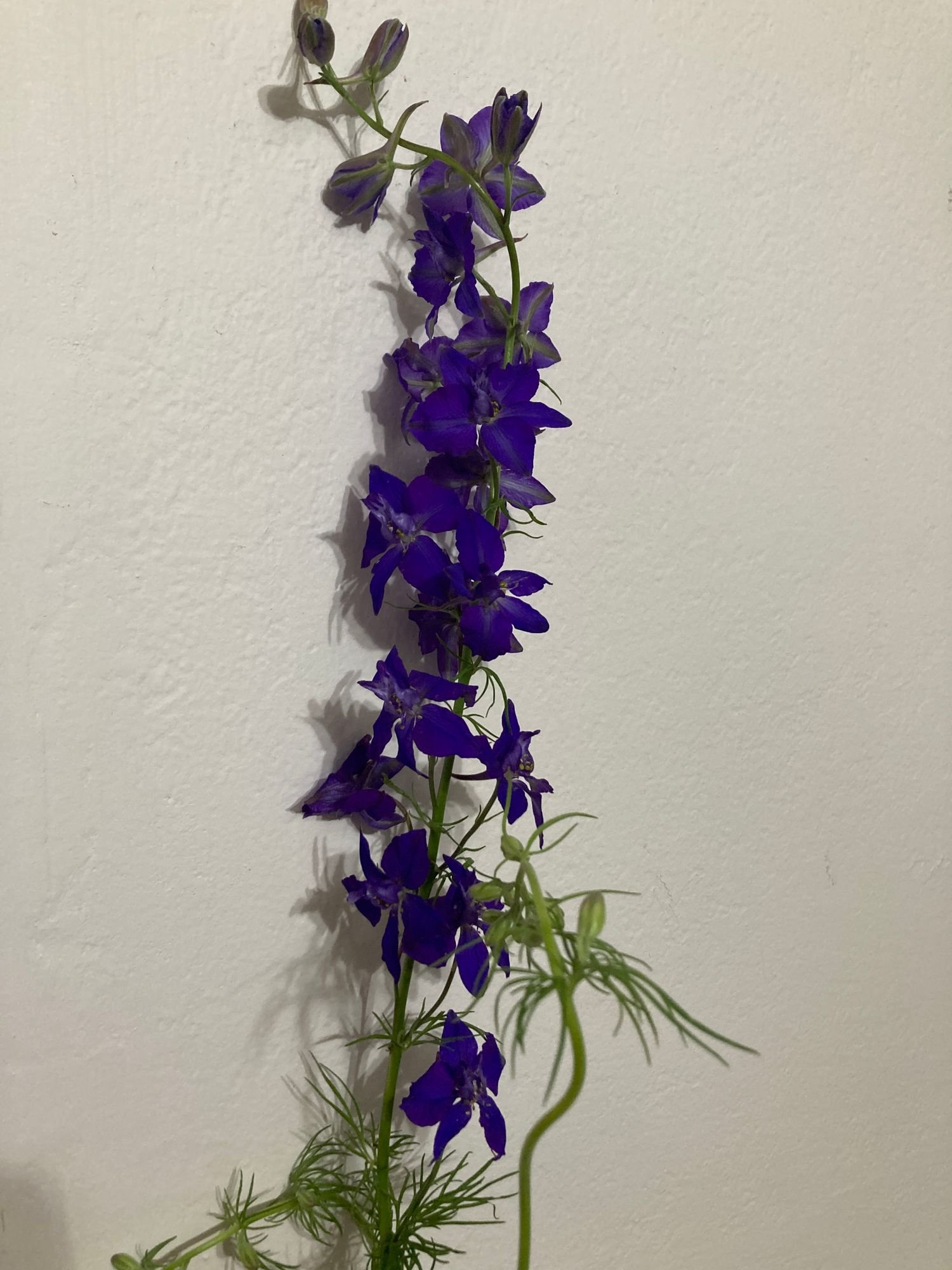 Larkspur
