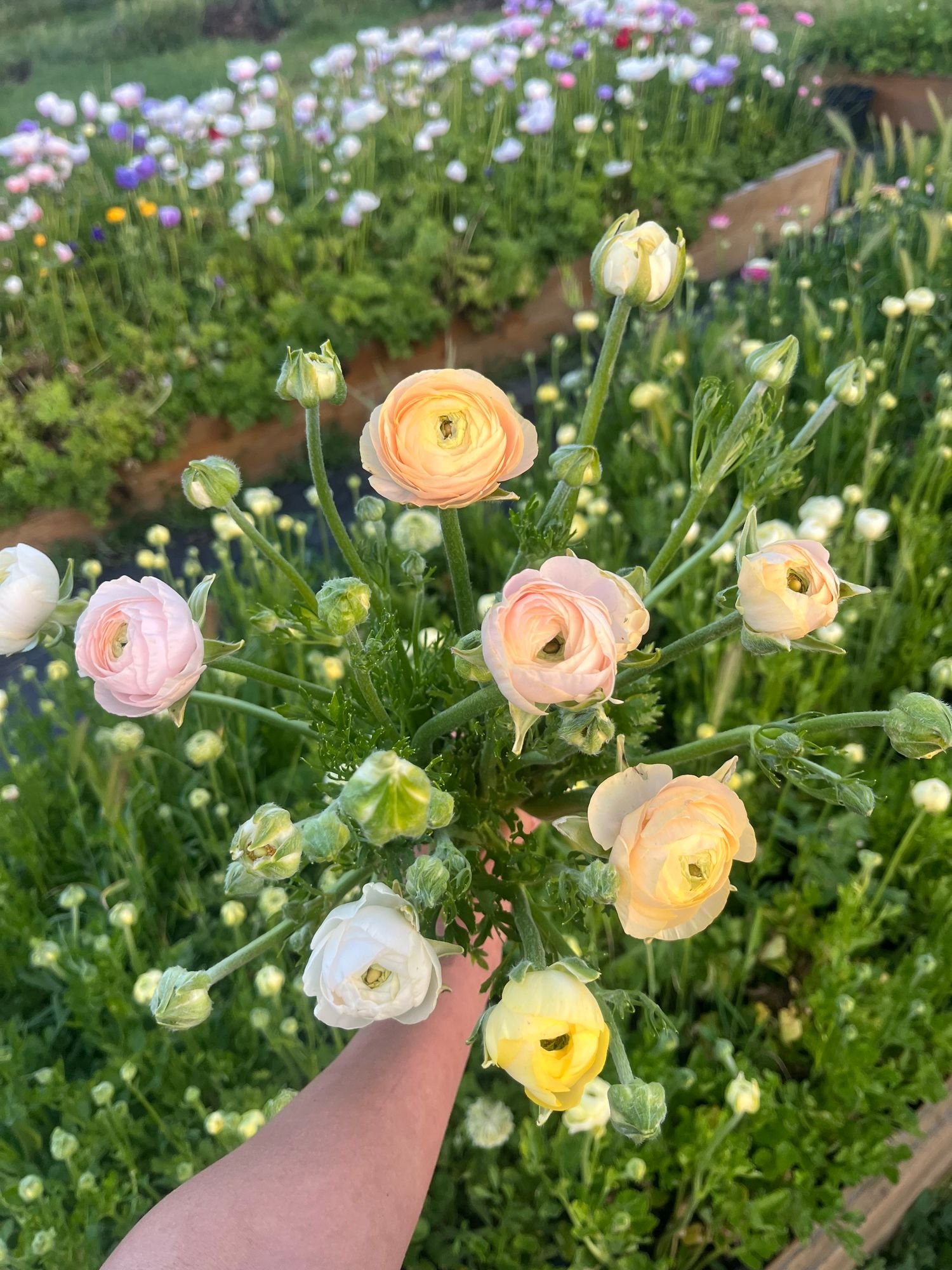 Ranunculus 'Wedding Pastels'