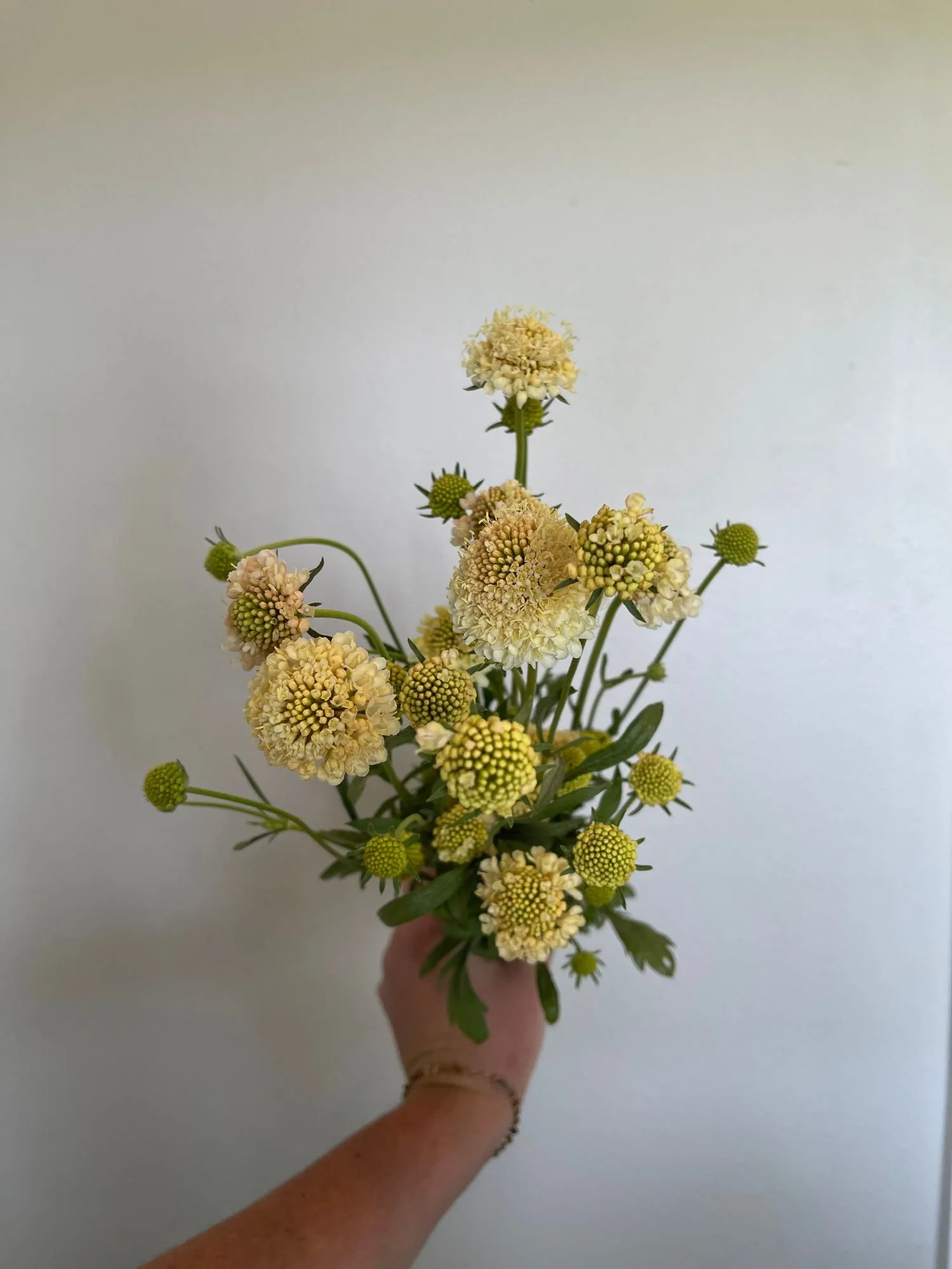 Scabiosa 'Fata Morgana'