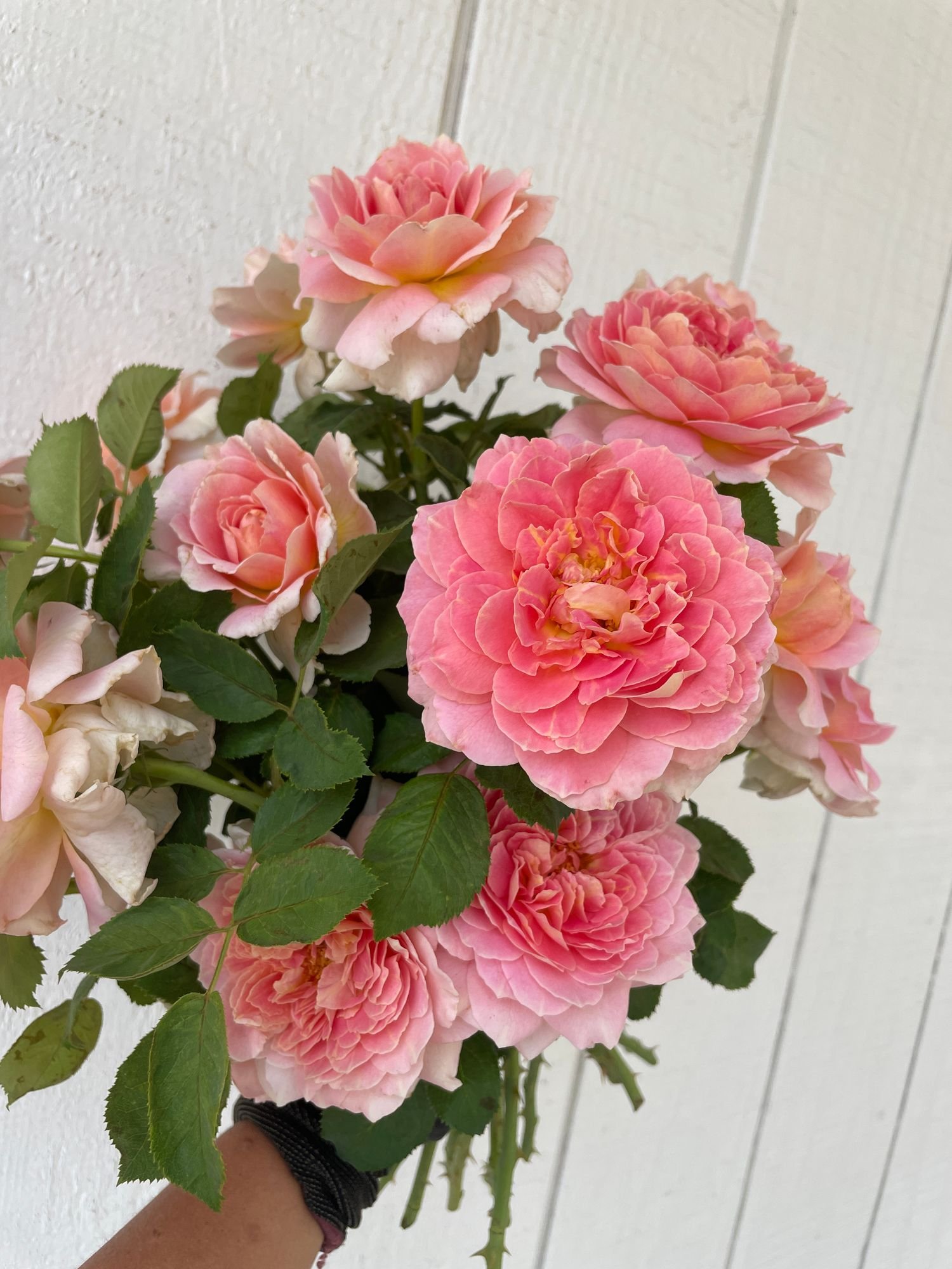Rose 'Fun in the Sun'