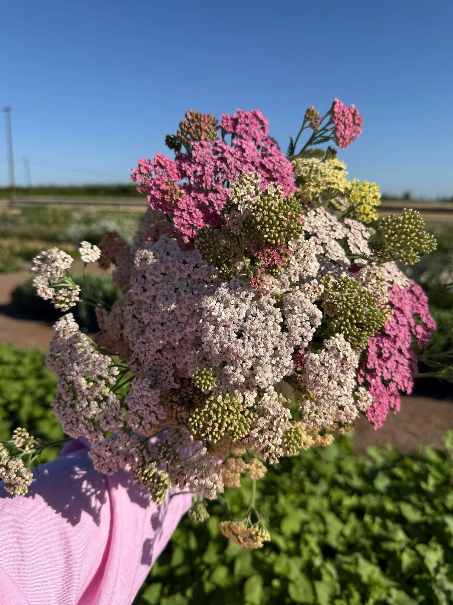 Yarrow 'Favorite Berries'