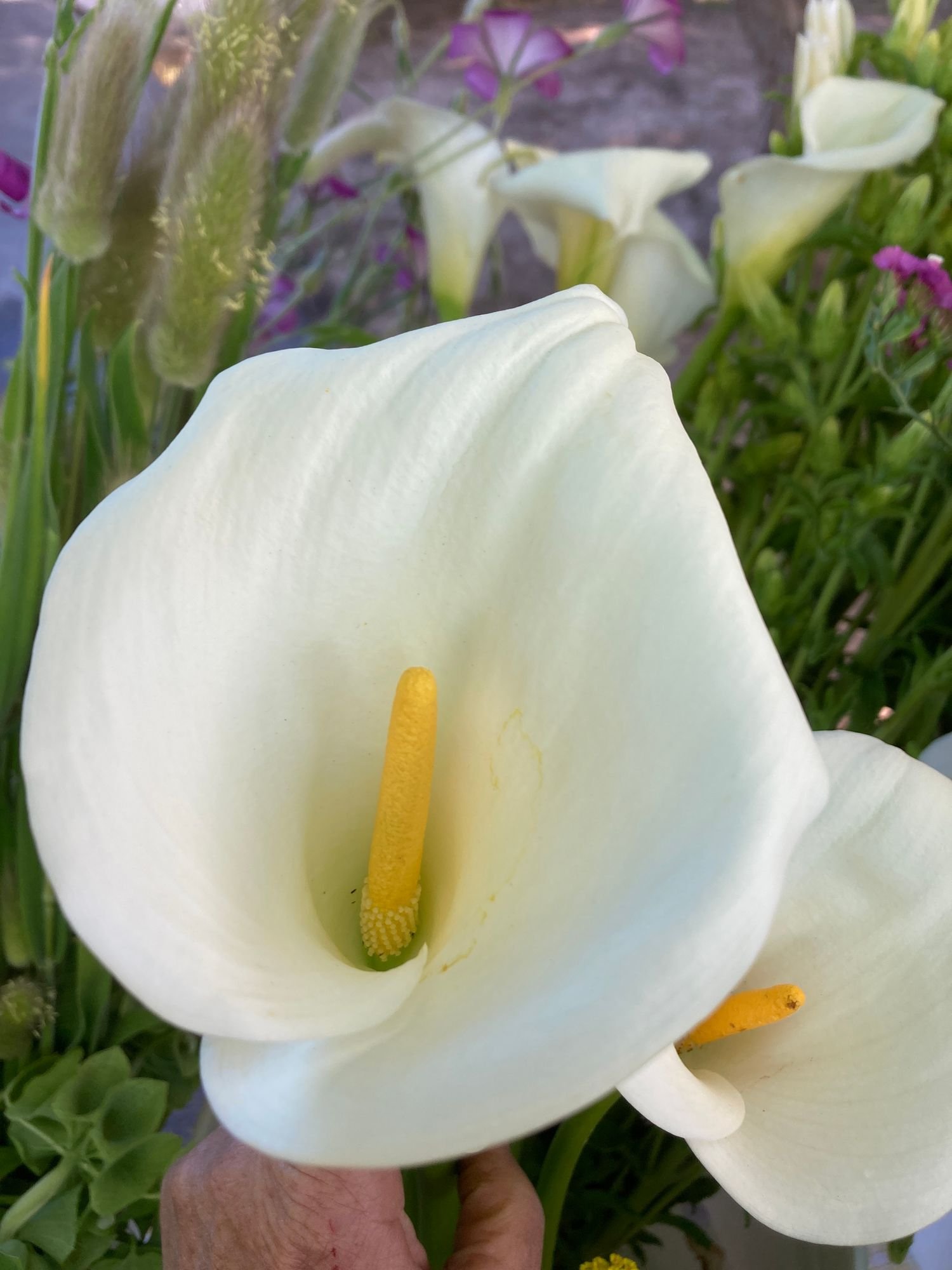 Calla Lily