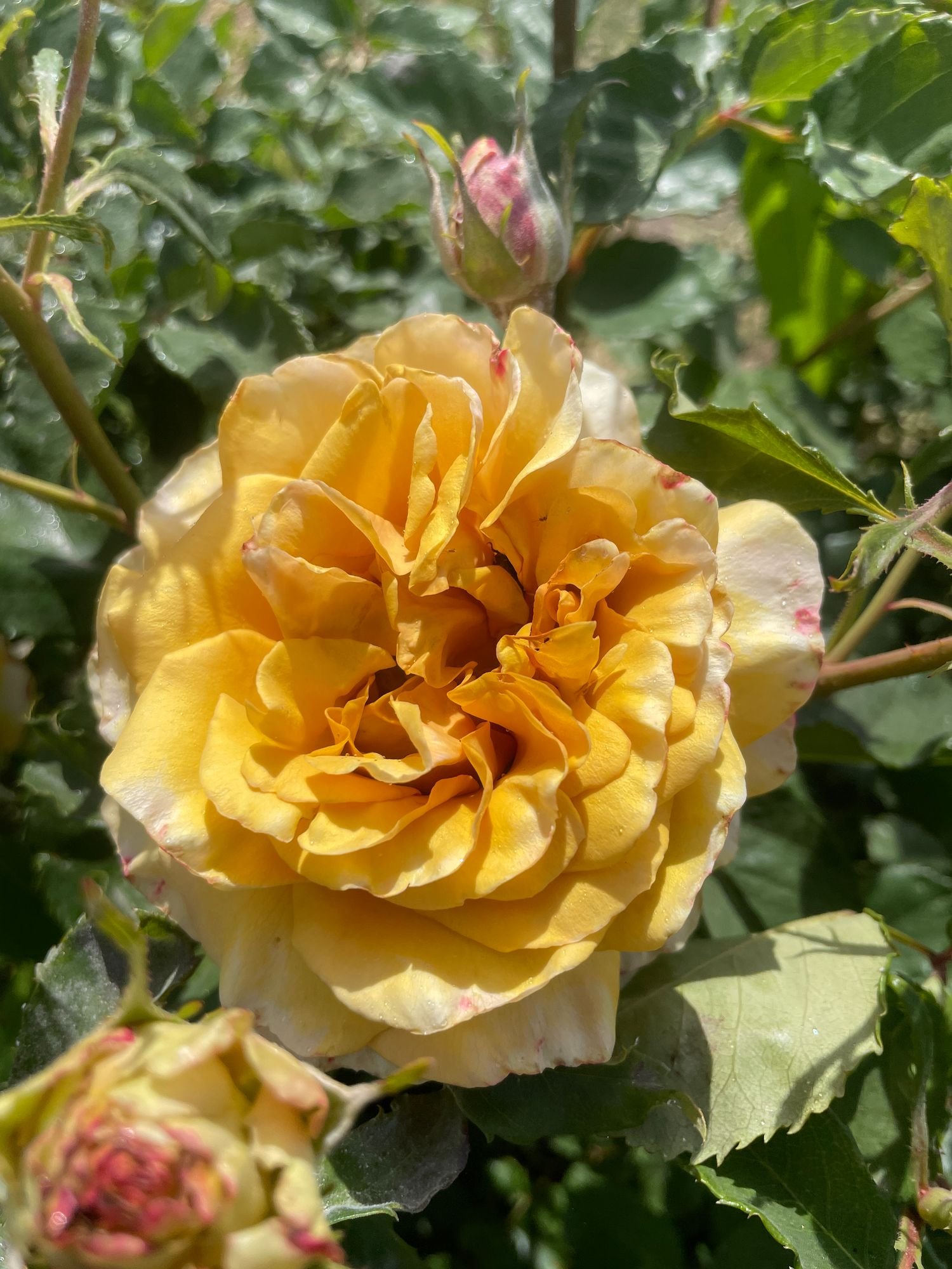 Rose 'Golden Mustard'