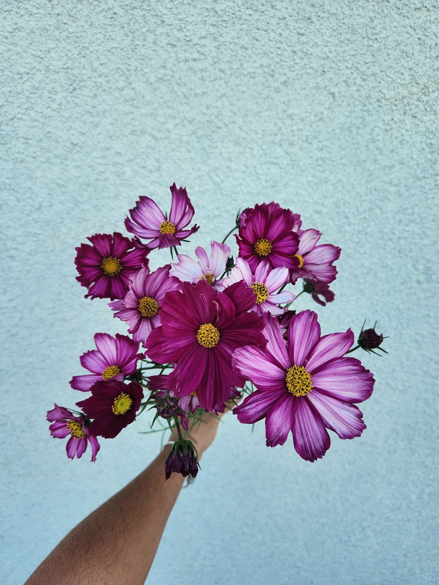 Cosmos 'Picotee'