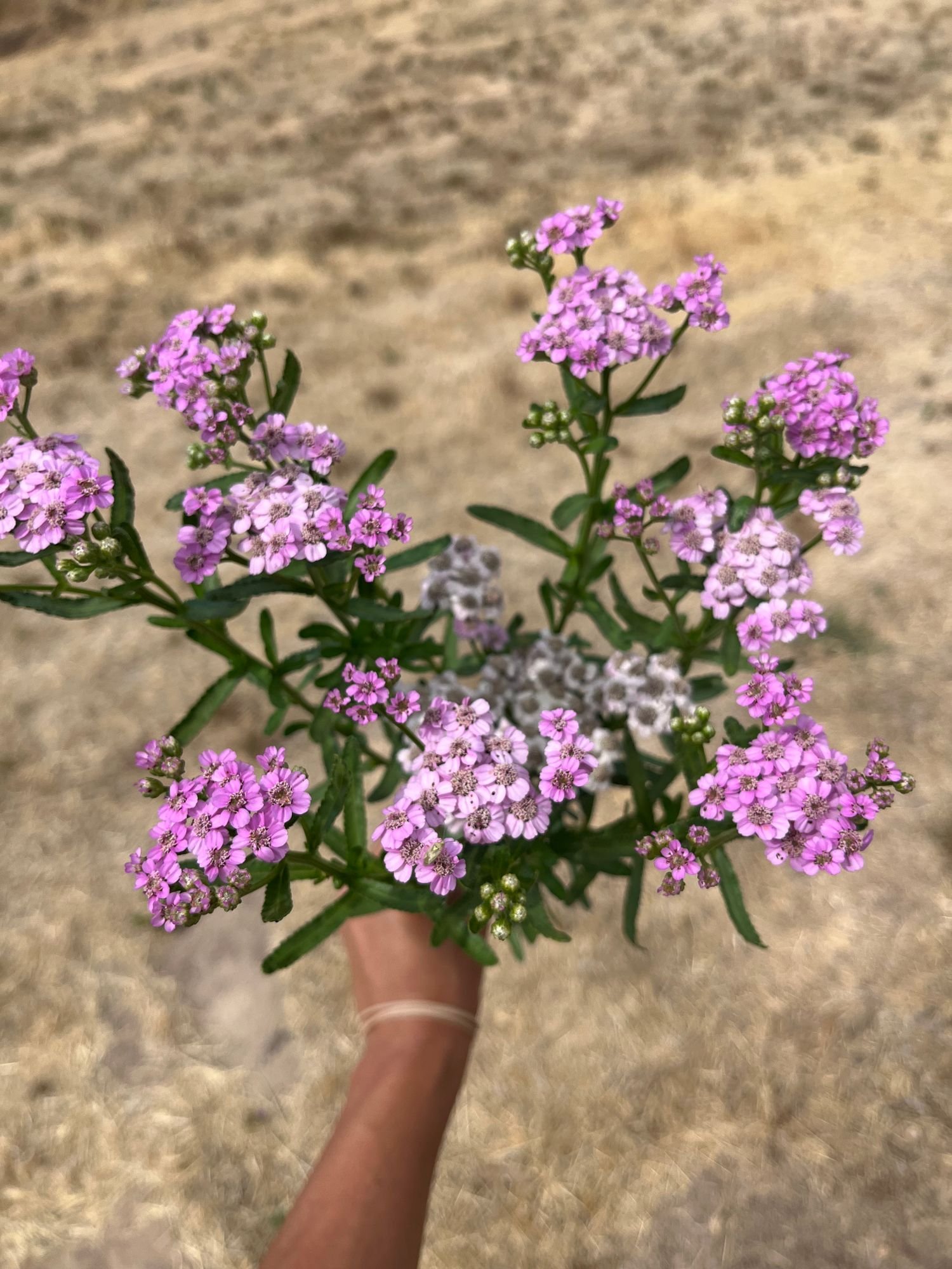 Yarrow 'Love Parade'