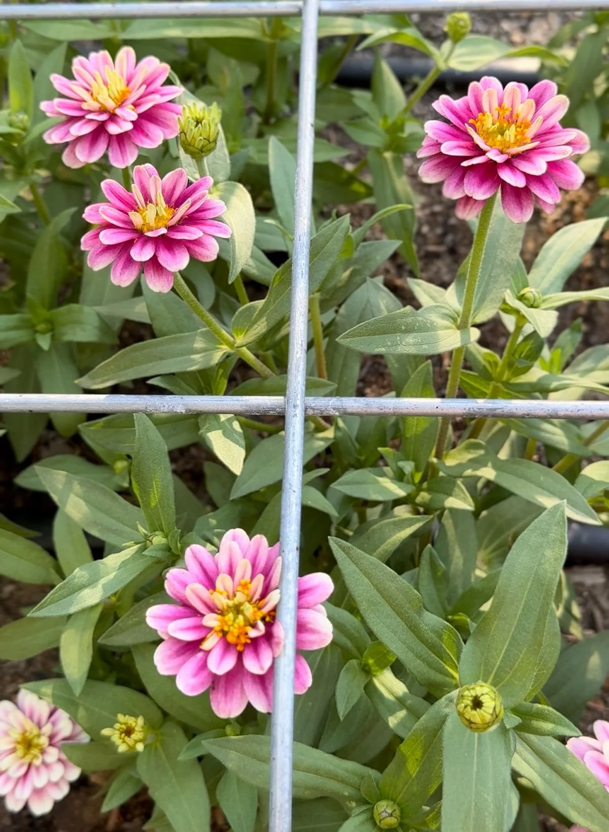 Zinnias 'Raspberry Ripple'