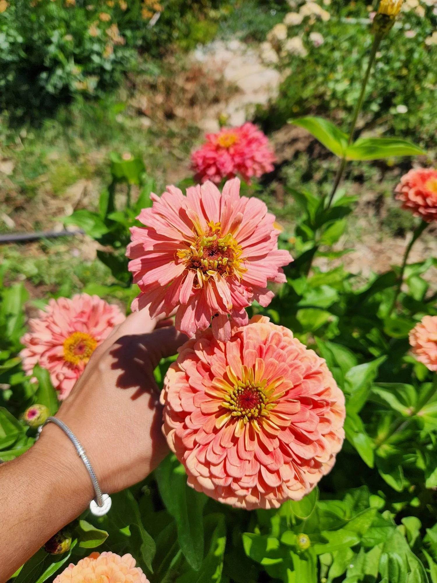 Zinnia 'Benarys Giant Salmon Rose'