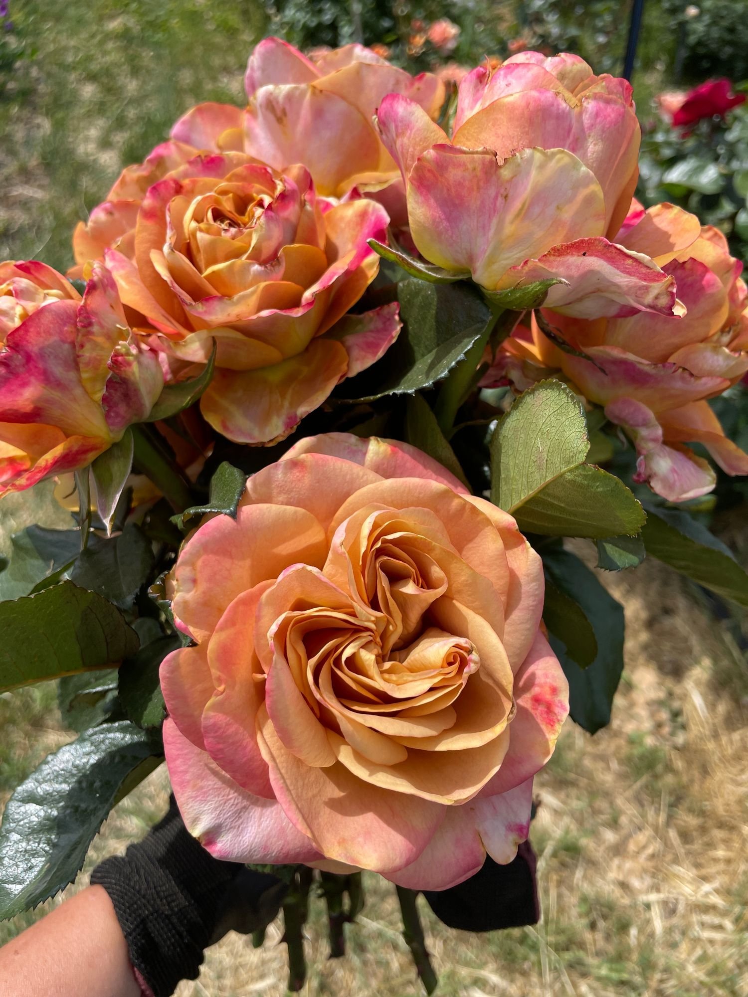 Rose 'Symbol'