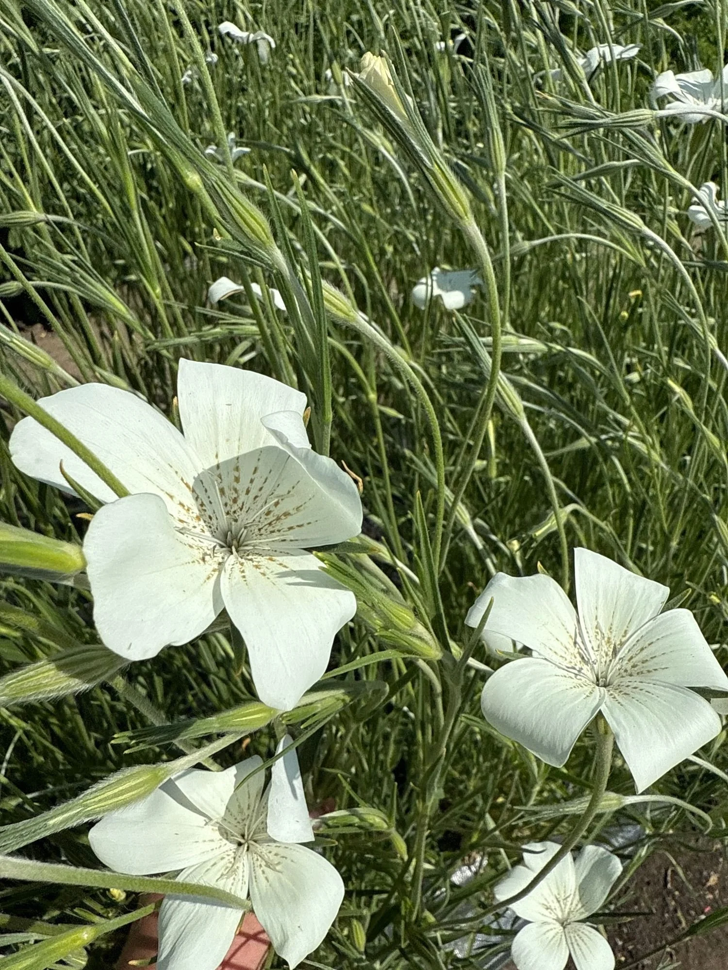 Agrostemma 'Ocean Pearls'