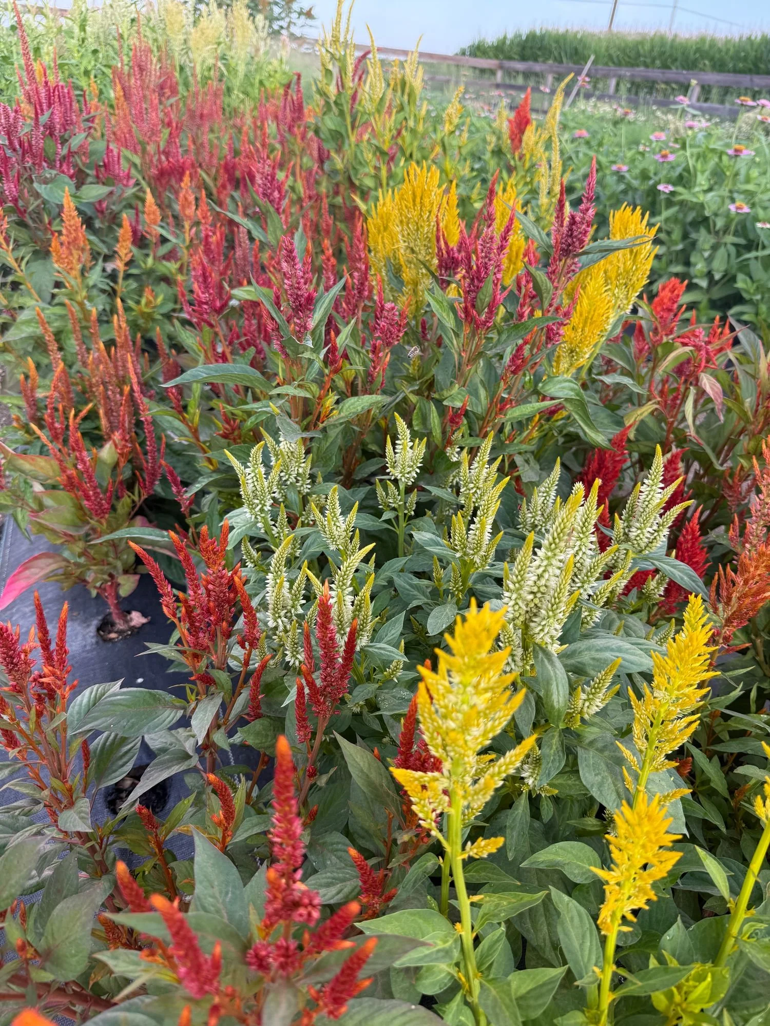 Celosia 'Glowing Embers'