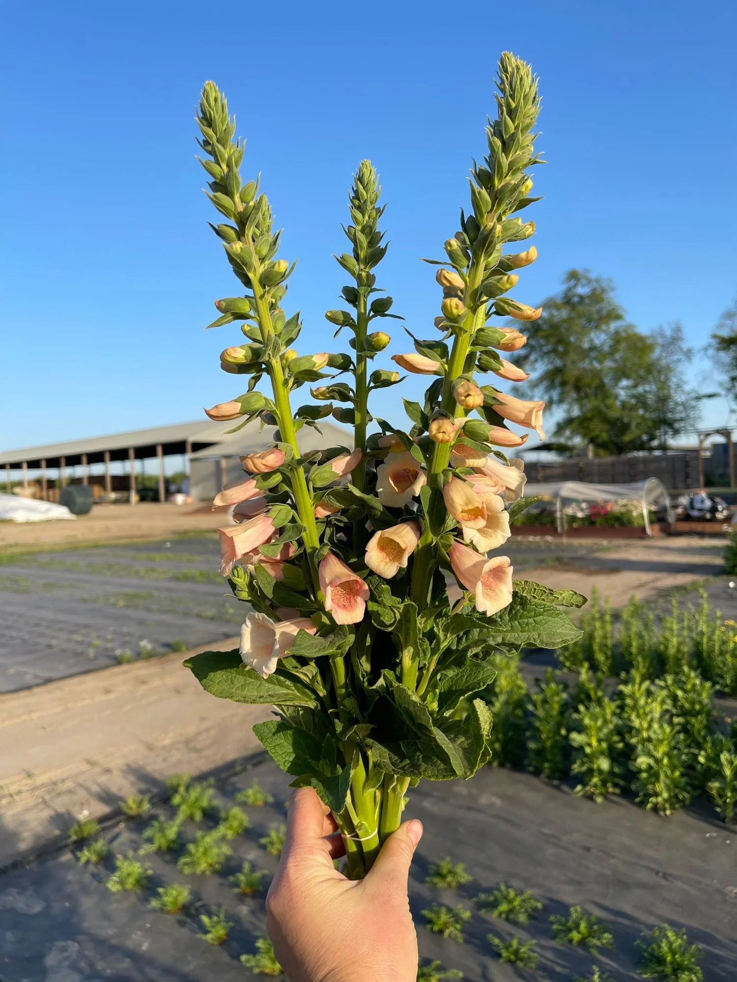 Foxglove 'Dalmatian Peach'