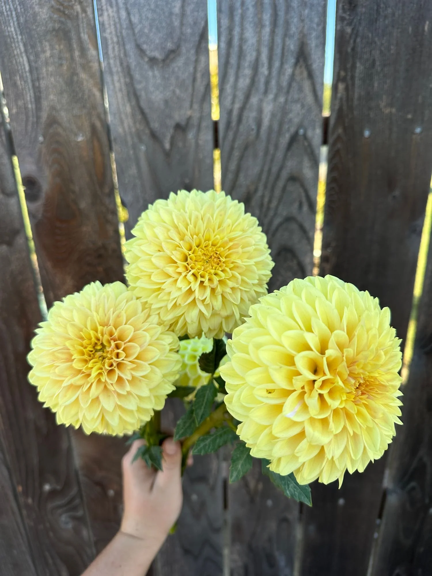 Dahlia 'Darcy'
