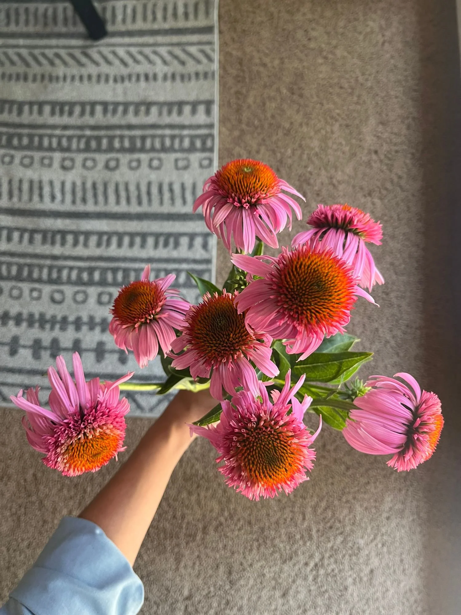 Echinacea 'Double Scoop Bubblegum'