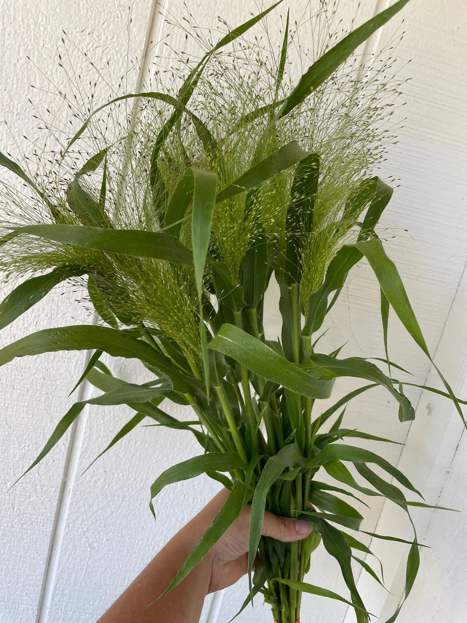 Explosion Grass