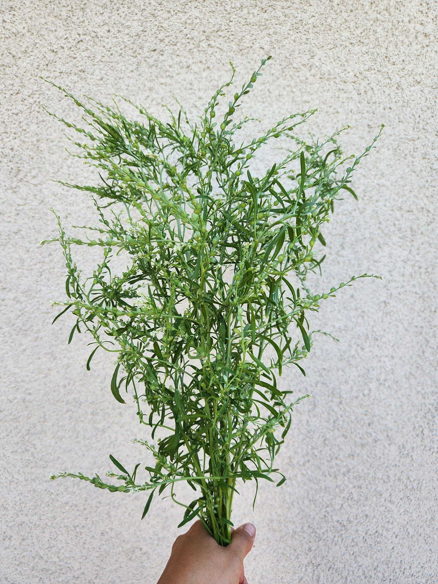 Persian Cress