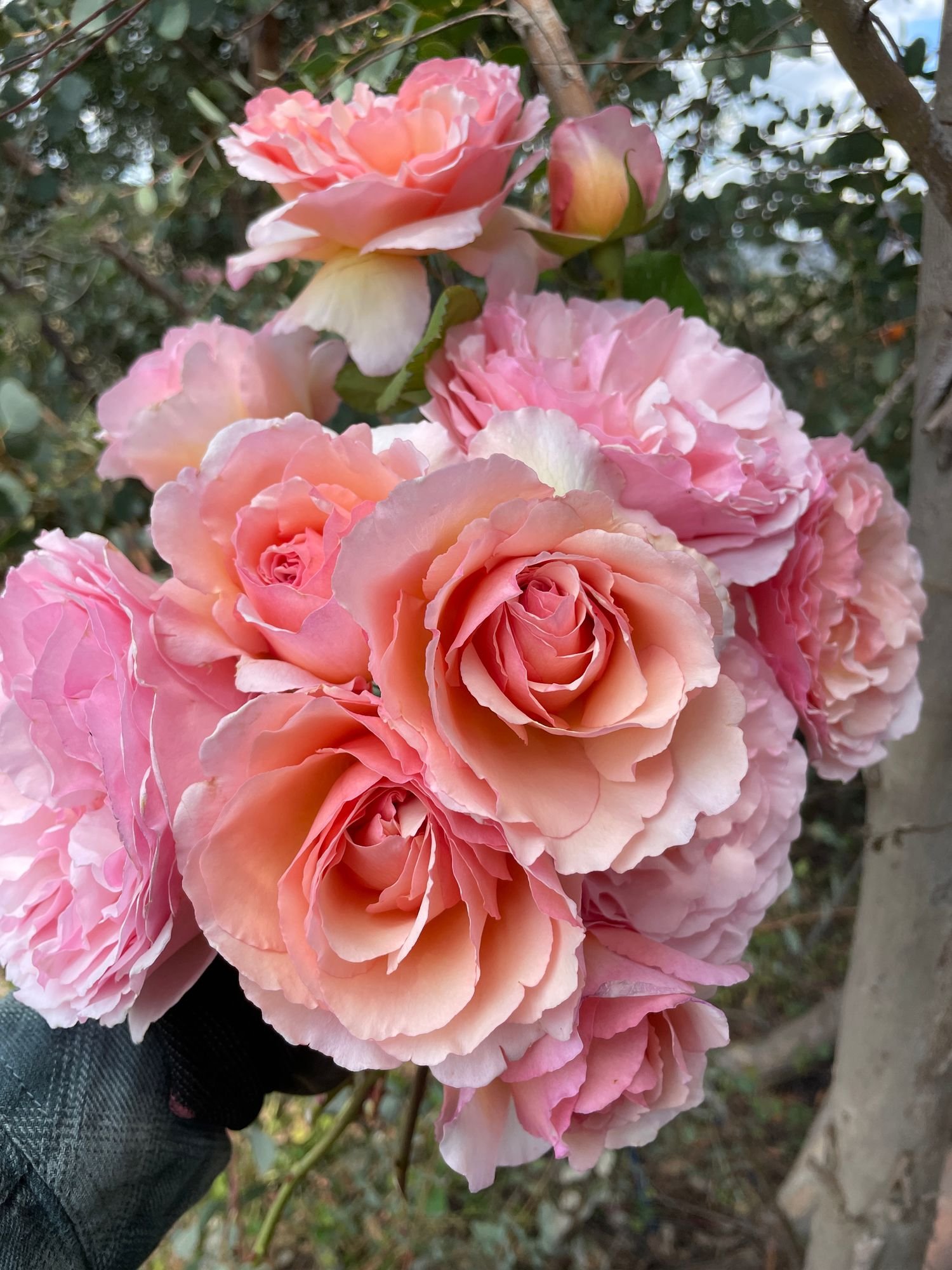 Rose 'Princess Charlene de Monaco'