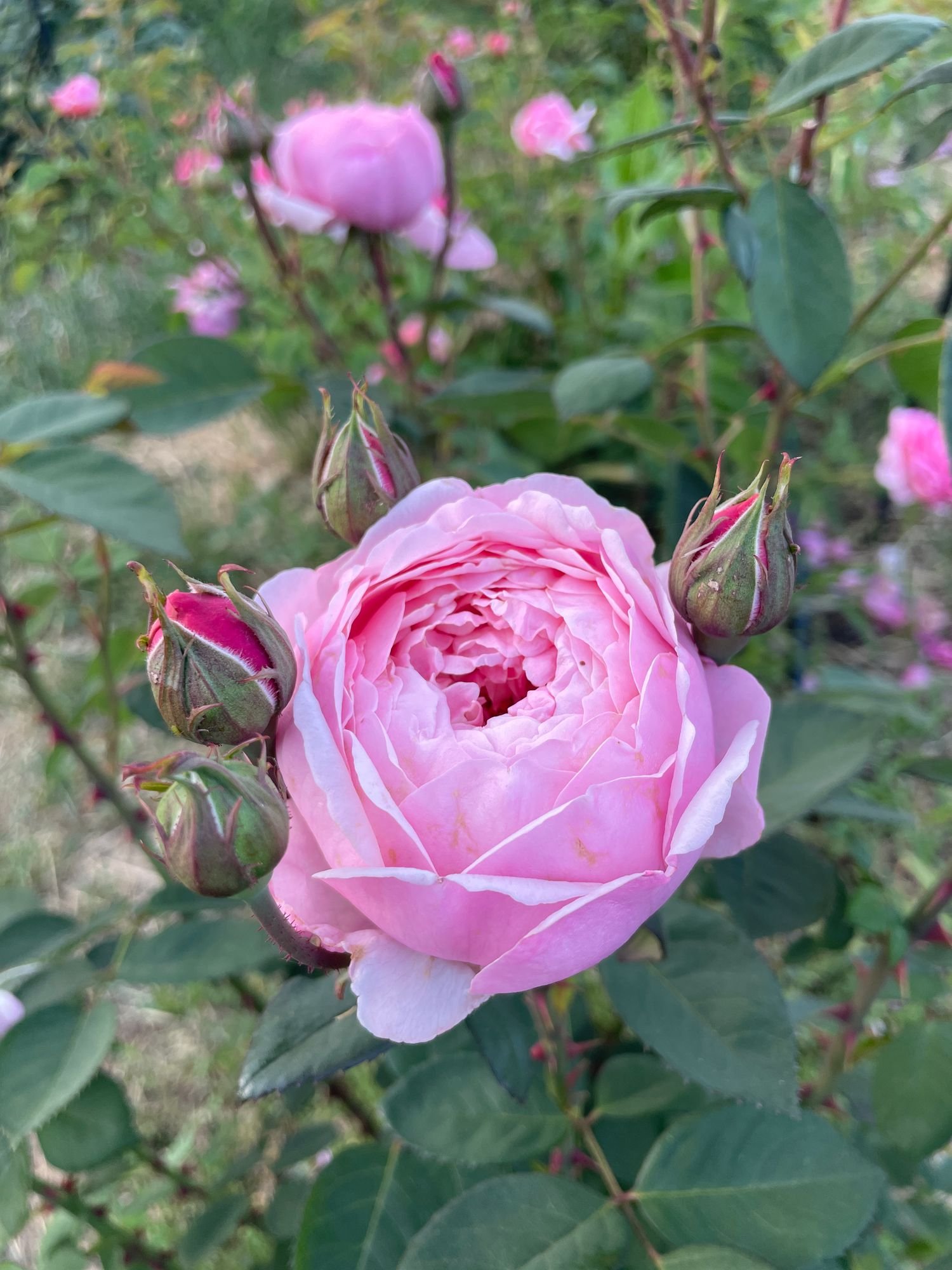 Rose 'Alnwick'