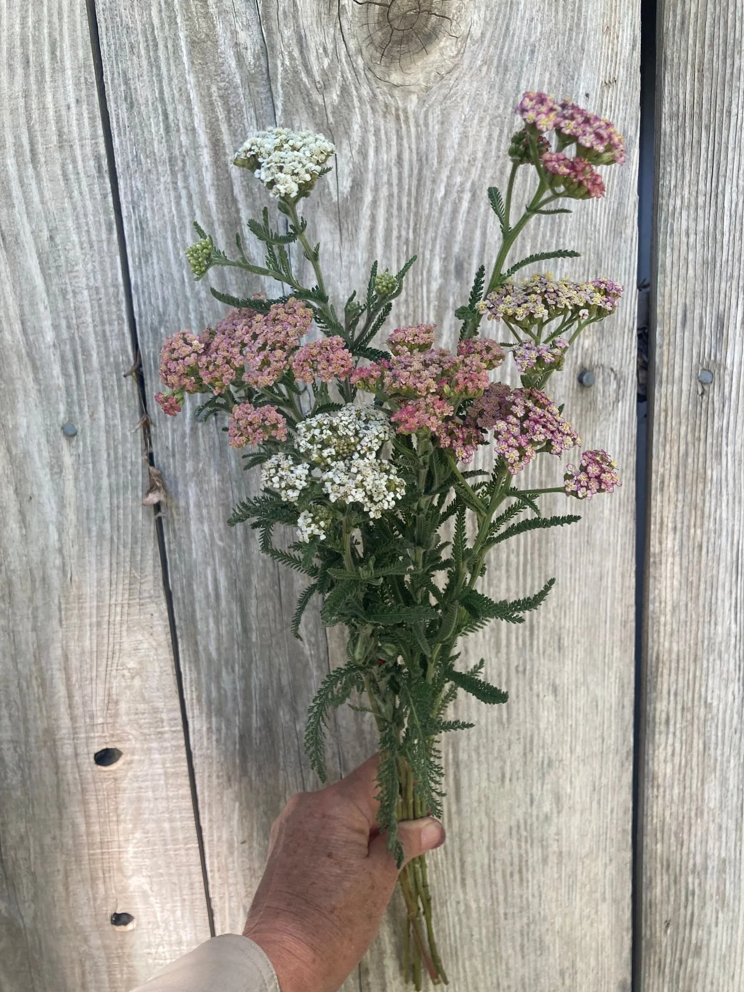 Yarrow
