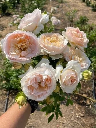 Garden Rose 'Evelyn'