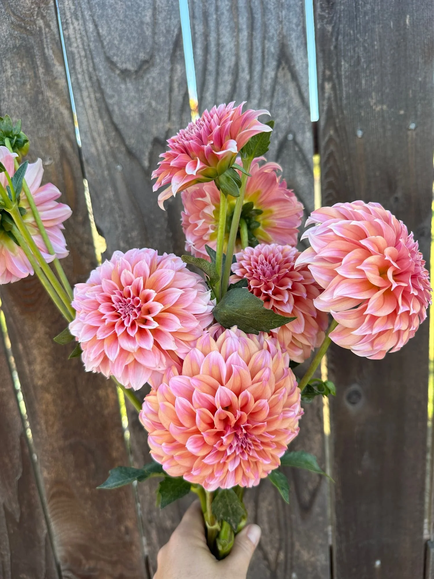 Dahlia 'Peaches n Cream'