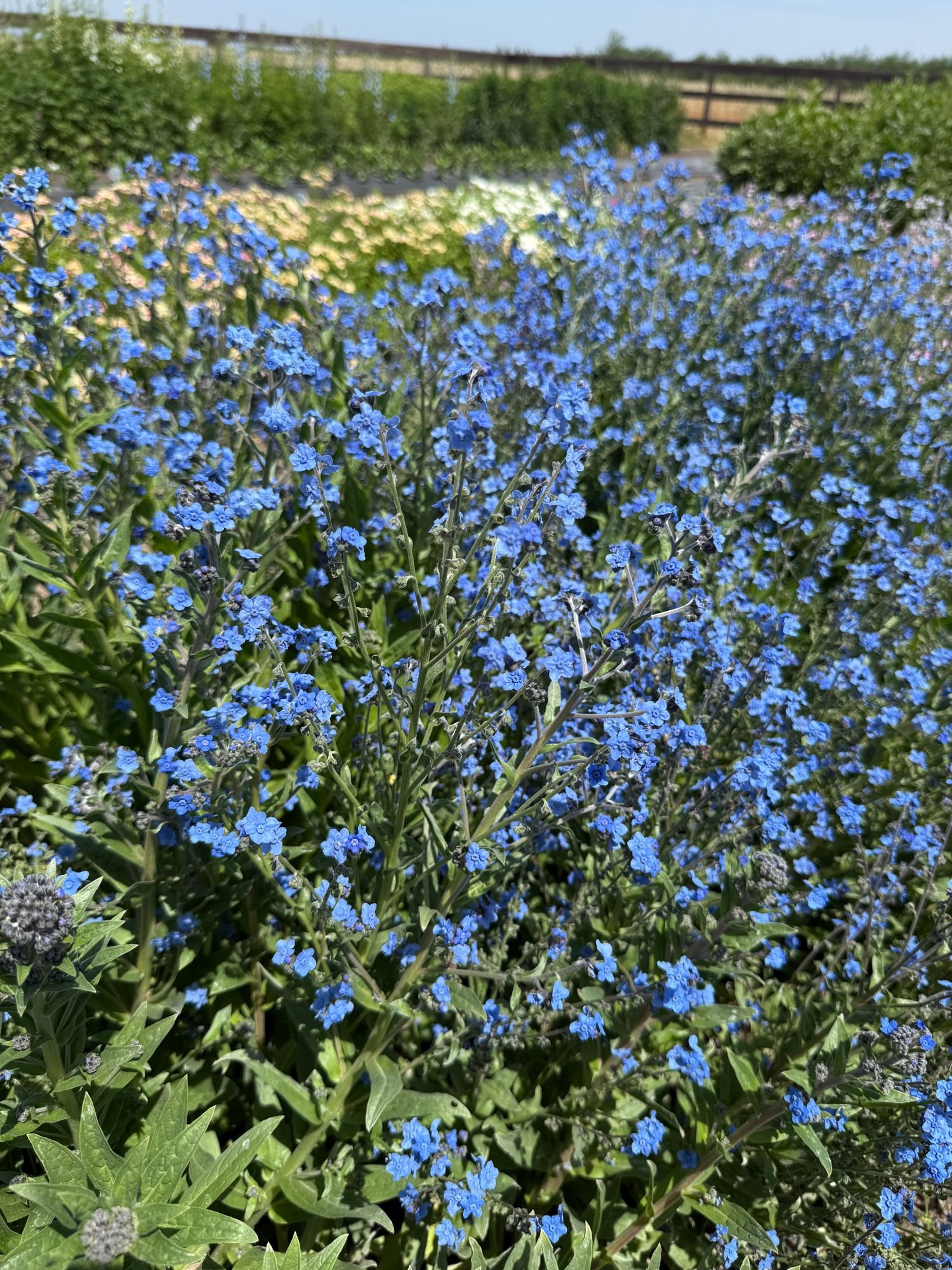 Forget me nots 'Blue'