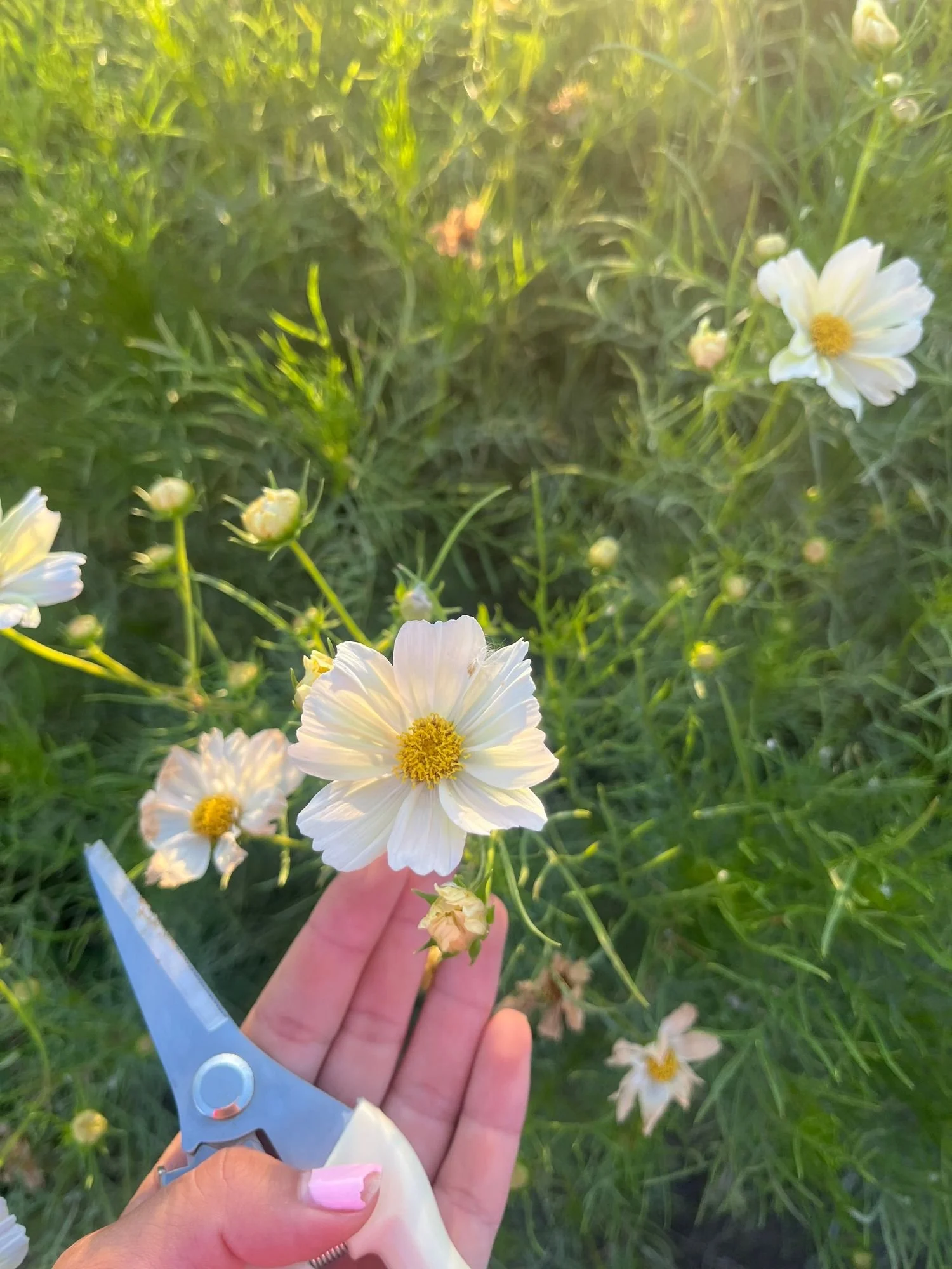 Cosmos 'Xanthos'