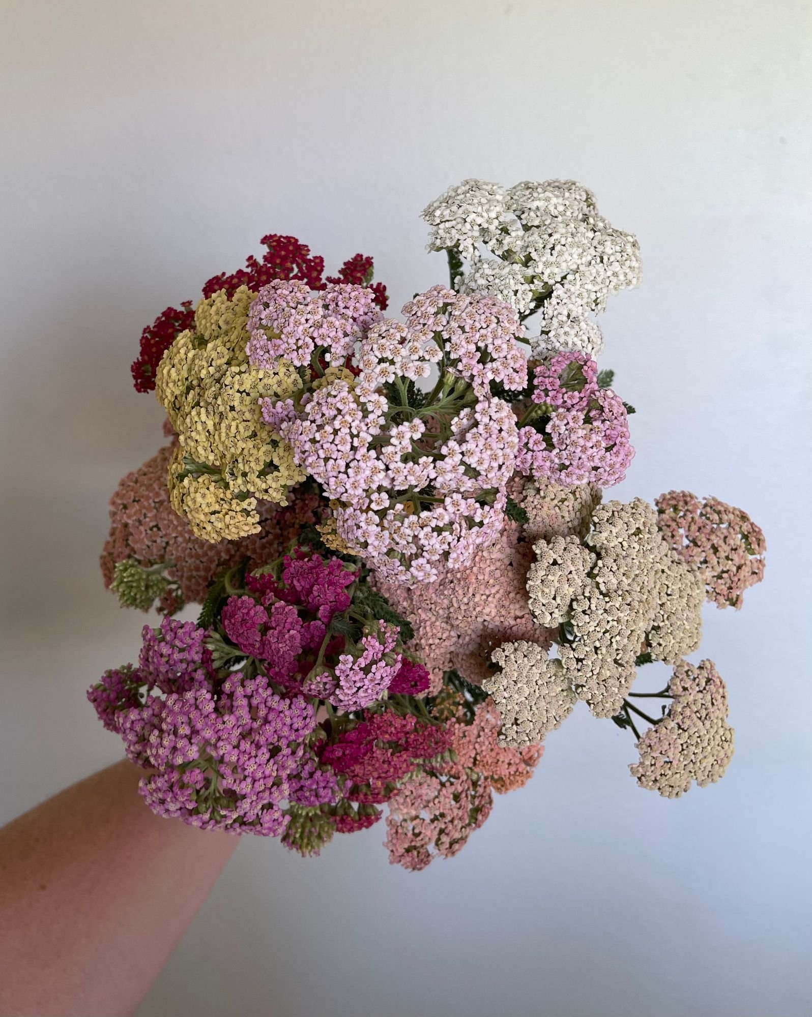 Yarrow 'Summer Pastels'