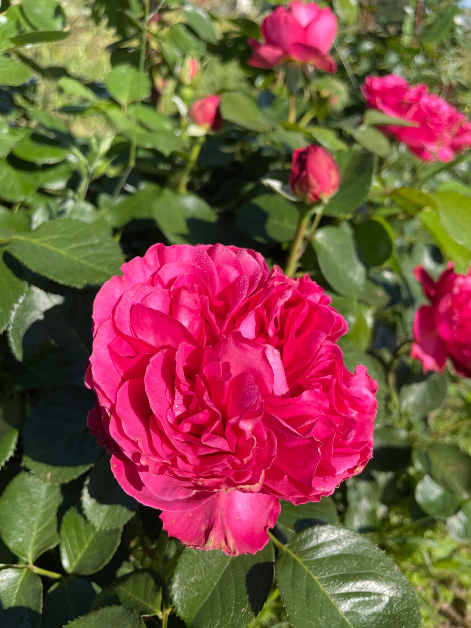 Rose 'Pink'