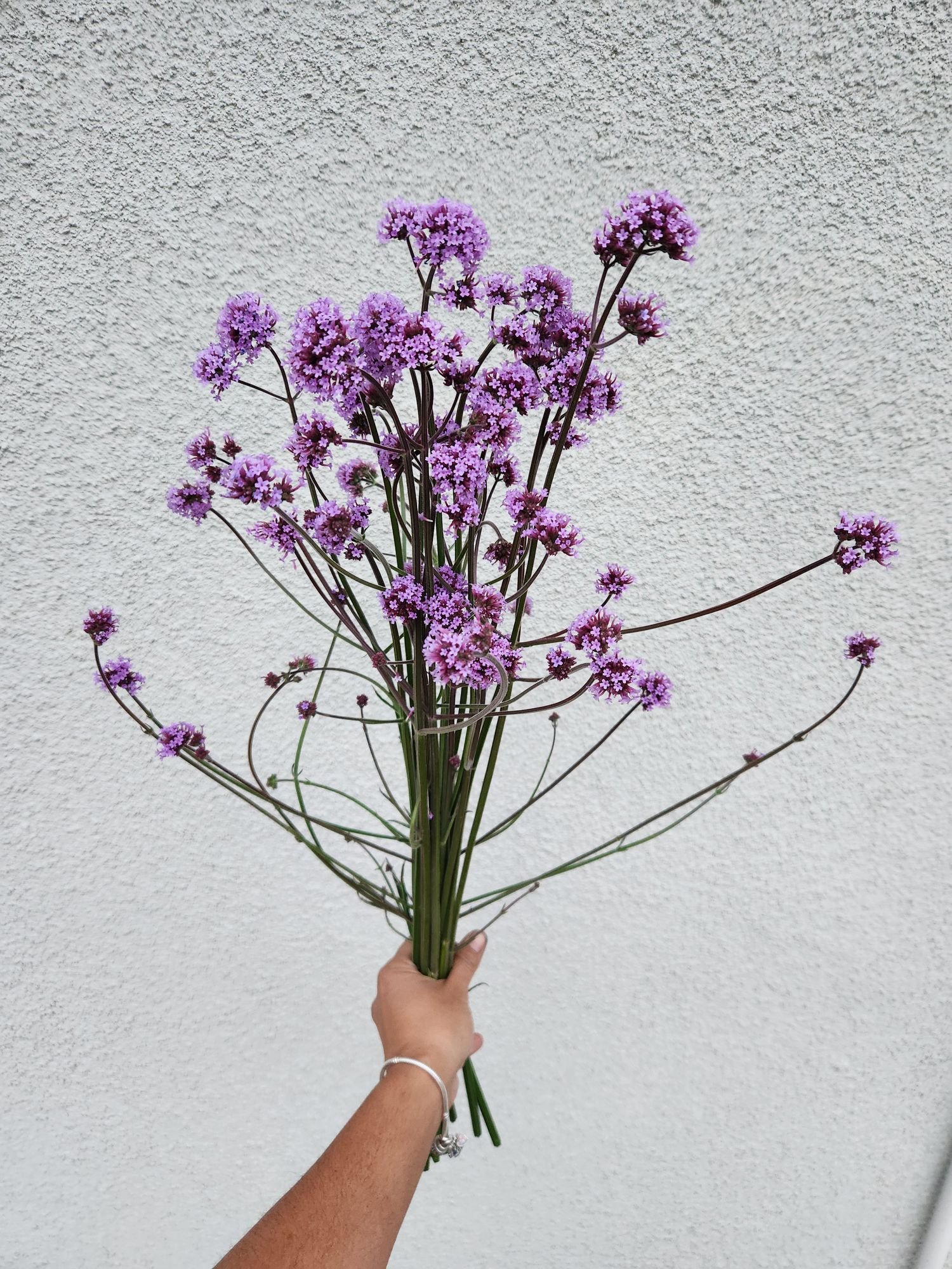 Verbena