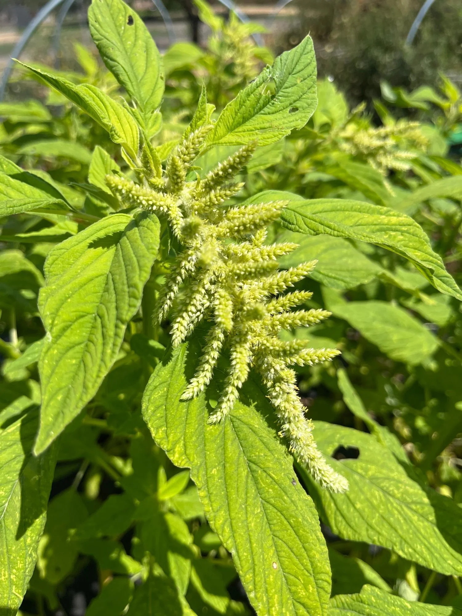 Amaranthus 'Emerald Tassles'1=