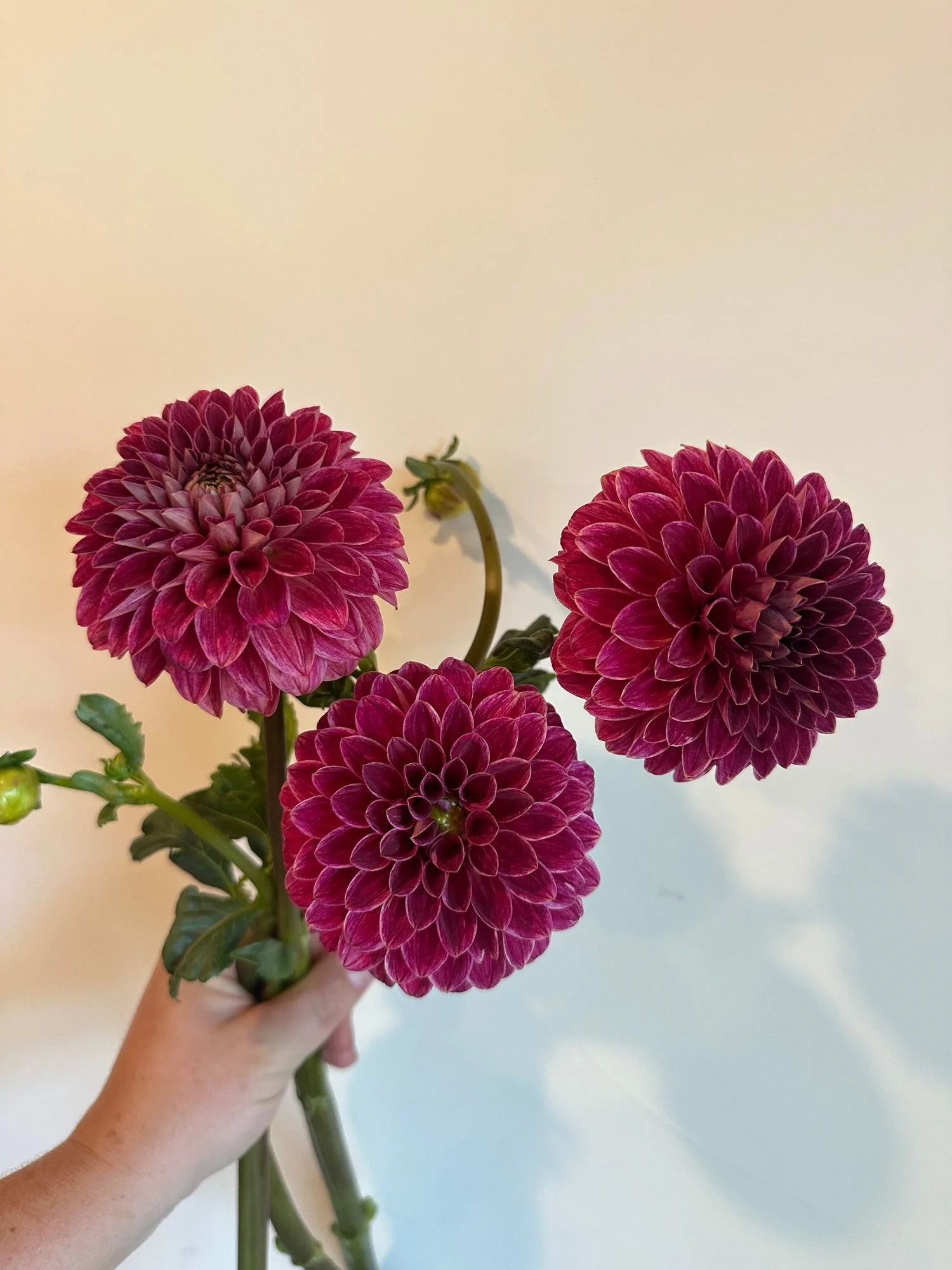 Dahlia 'KA Rosie Jo'