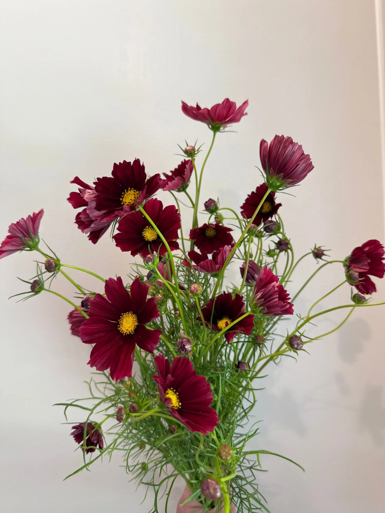 Cosmos 'Rubenza'