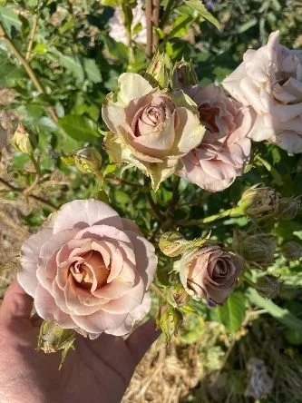 Garden Rose 'Amnesia'