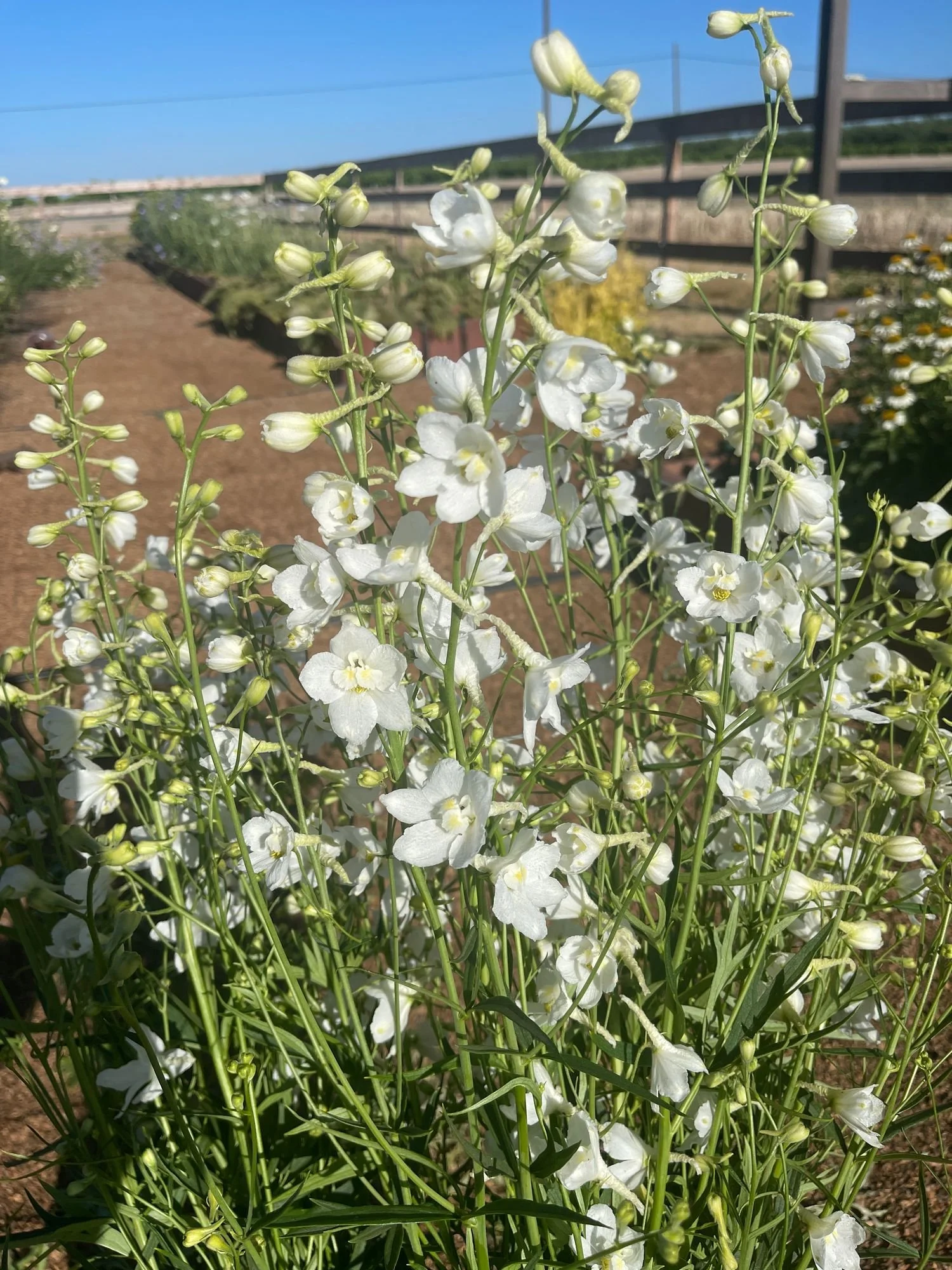 Delphinium 'Casablanca'