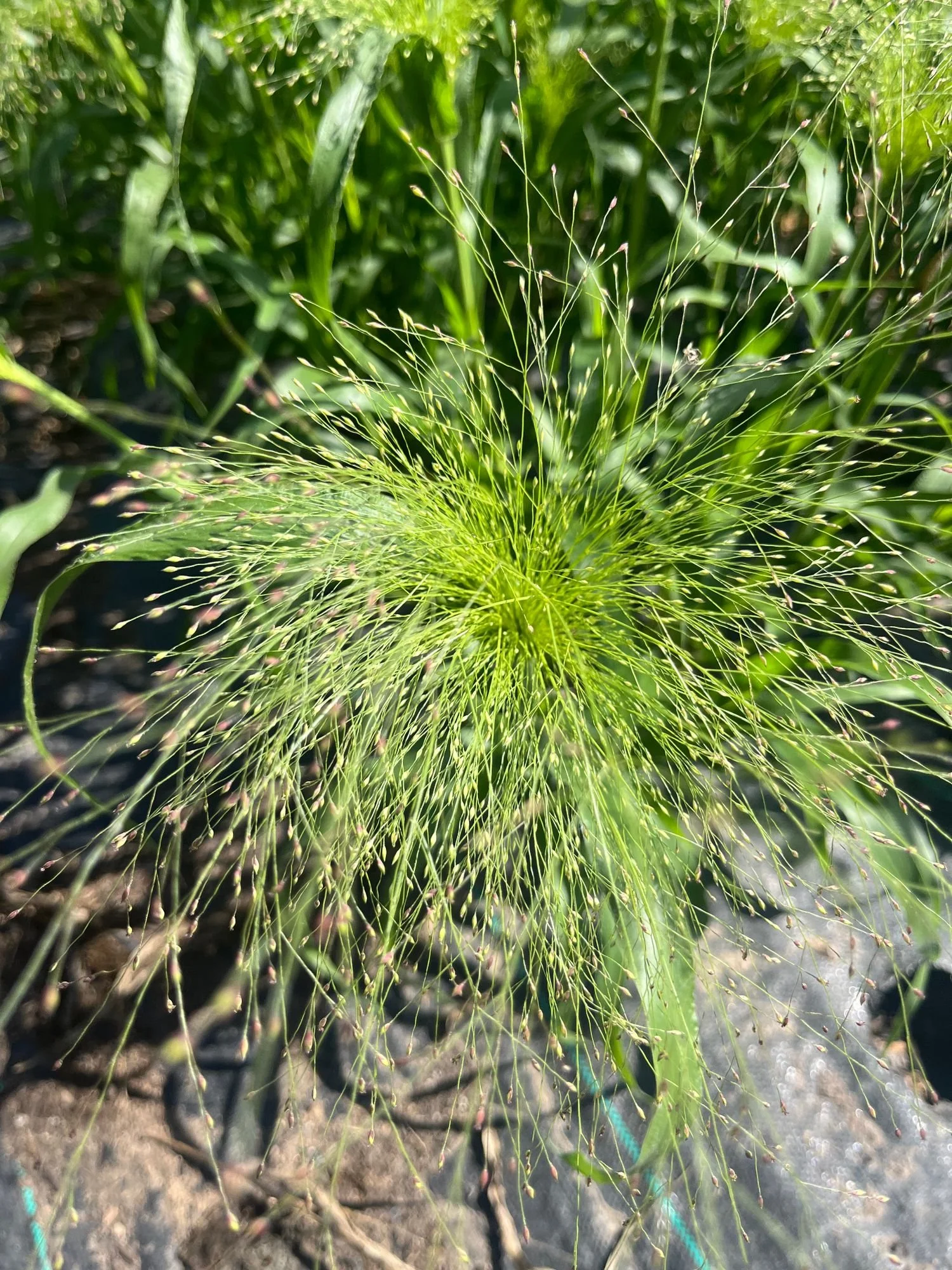 Explosion Grass