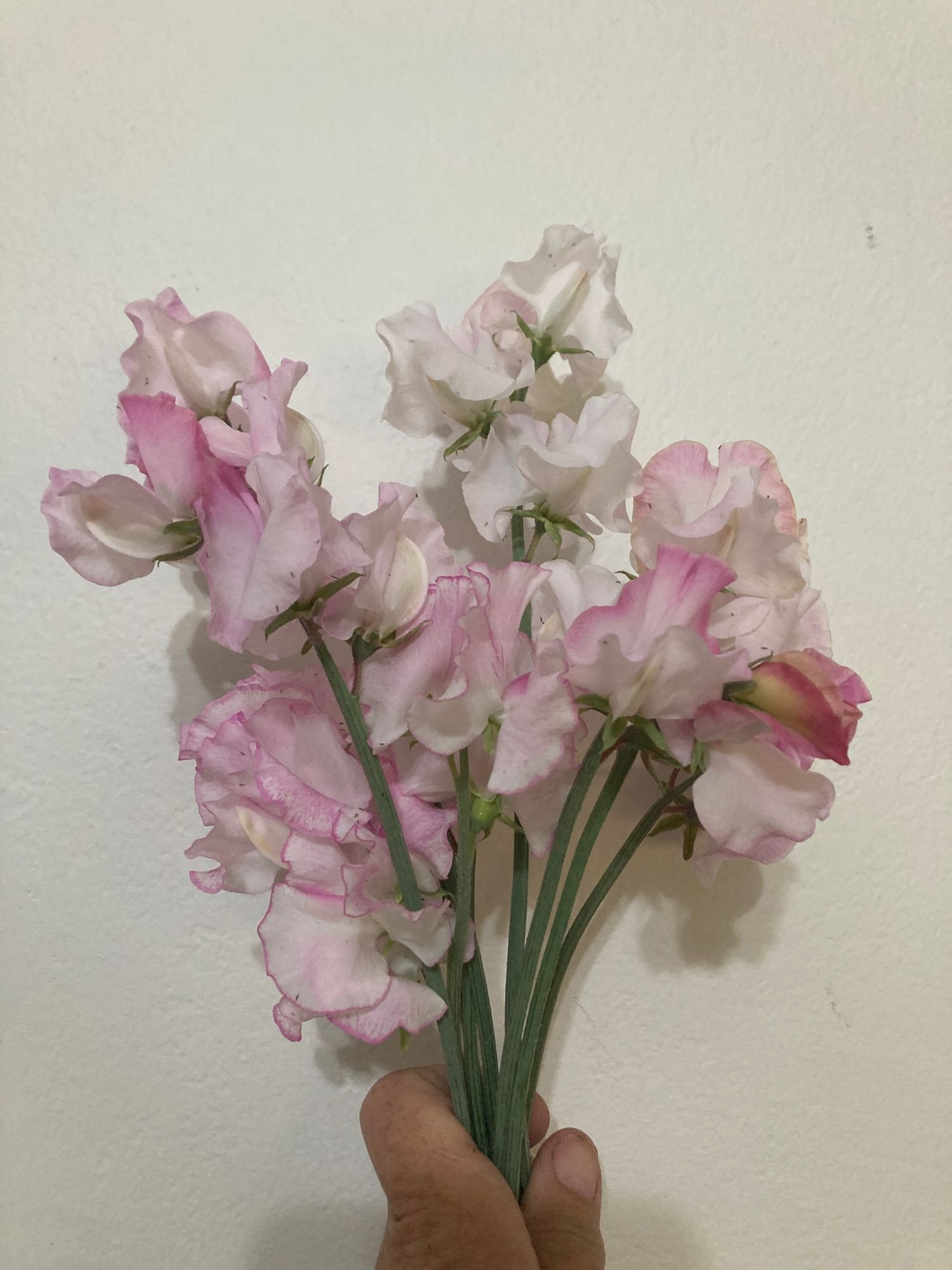 Sweet Pea 'Blush Mix'